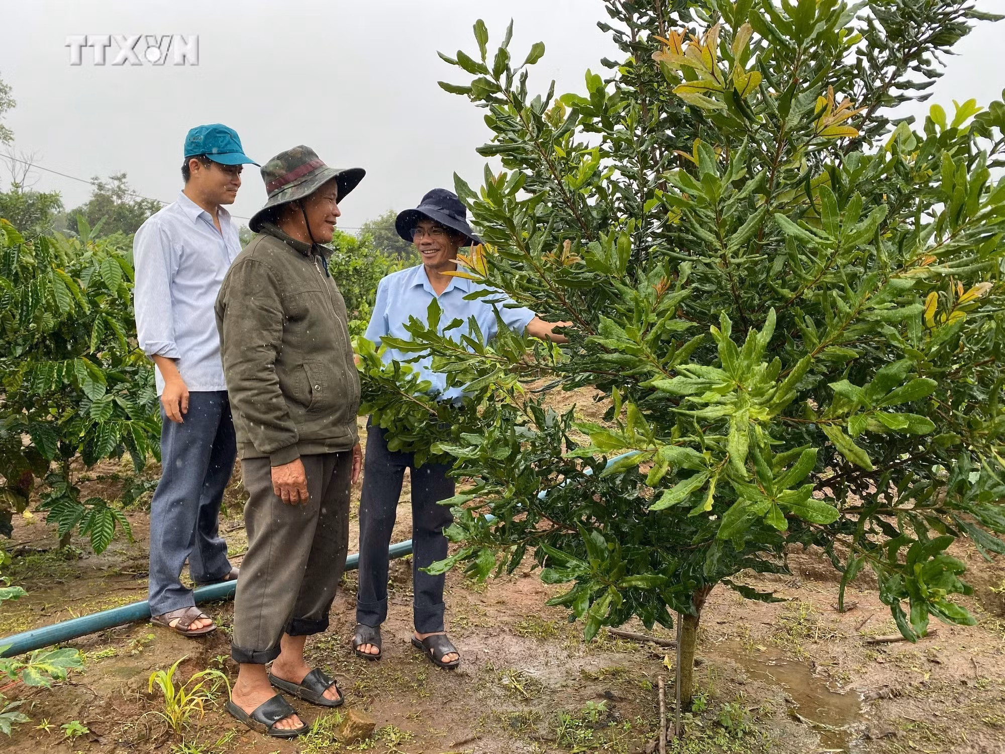 vna_potal_dong_bao_dan_toc_thieu_so_tinh_kon_tum_phat_huy_suc_manh_tap_the_trong_san_xuat_nong_nghiep_7715405.jpg