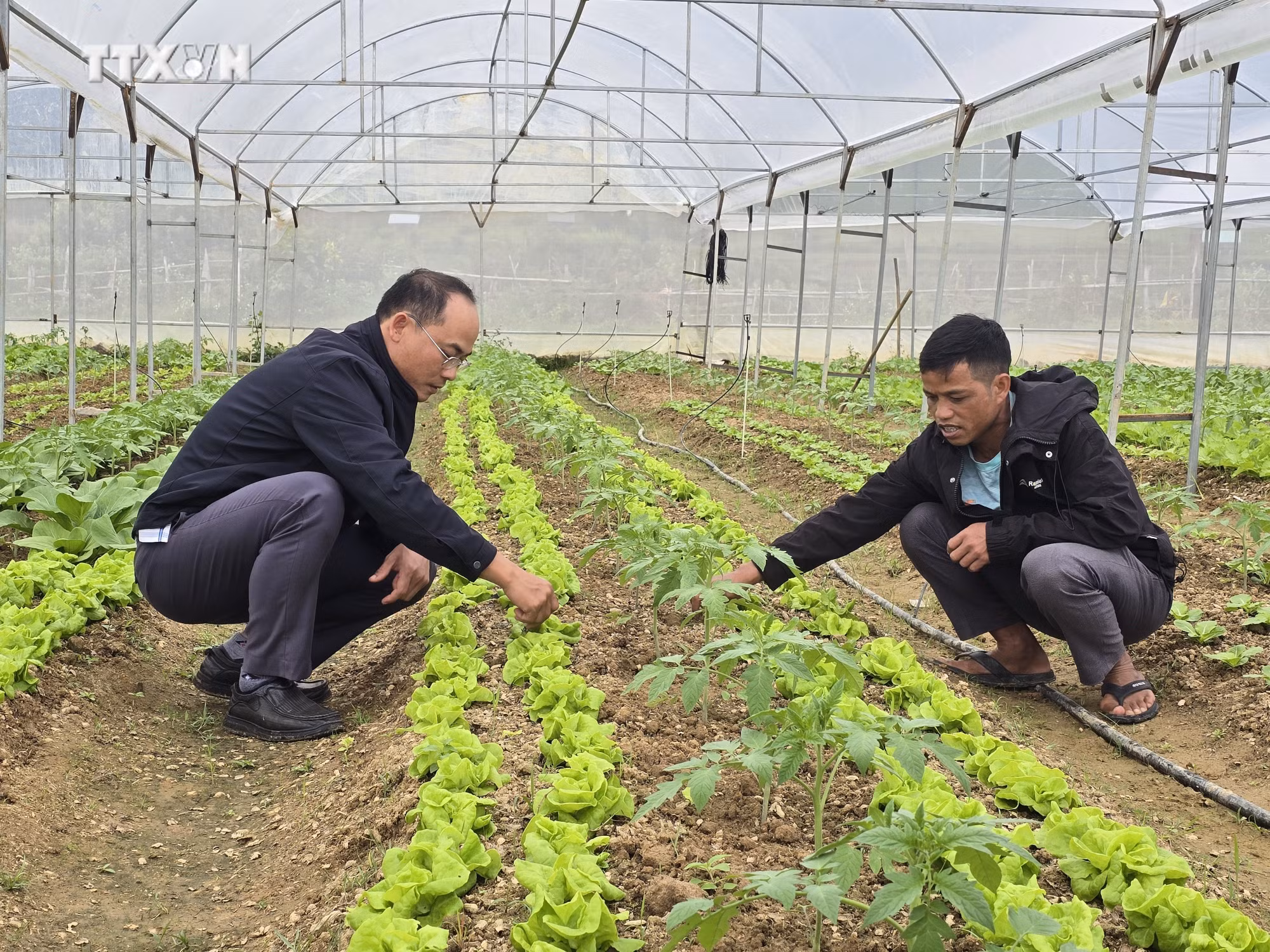 vna_potal_dong_bao_dan_toc_thieu_so_tinh_kon_tum_phat_huy_suc_manh_tap_the_trong_san_xuat_nong_nghiep_7715406.jpg