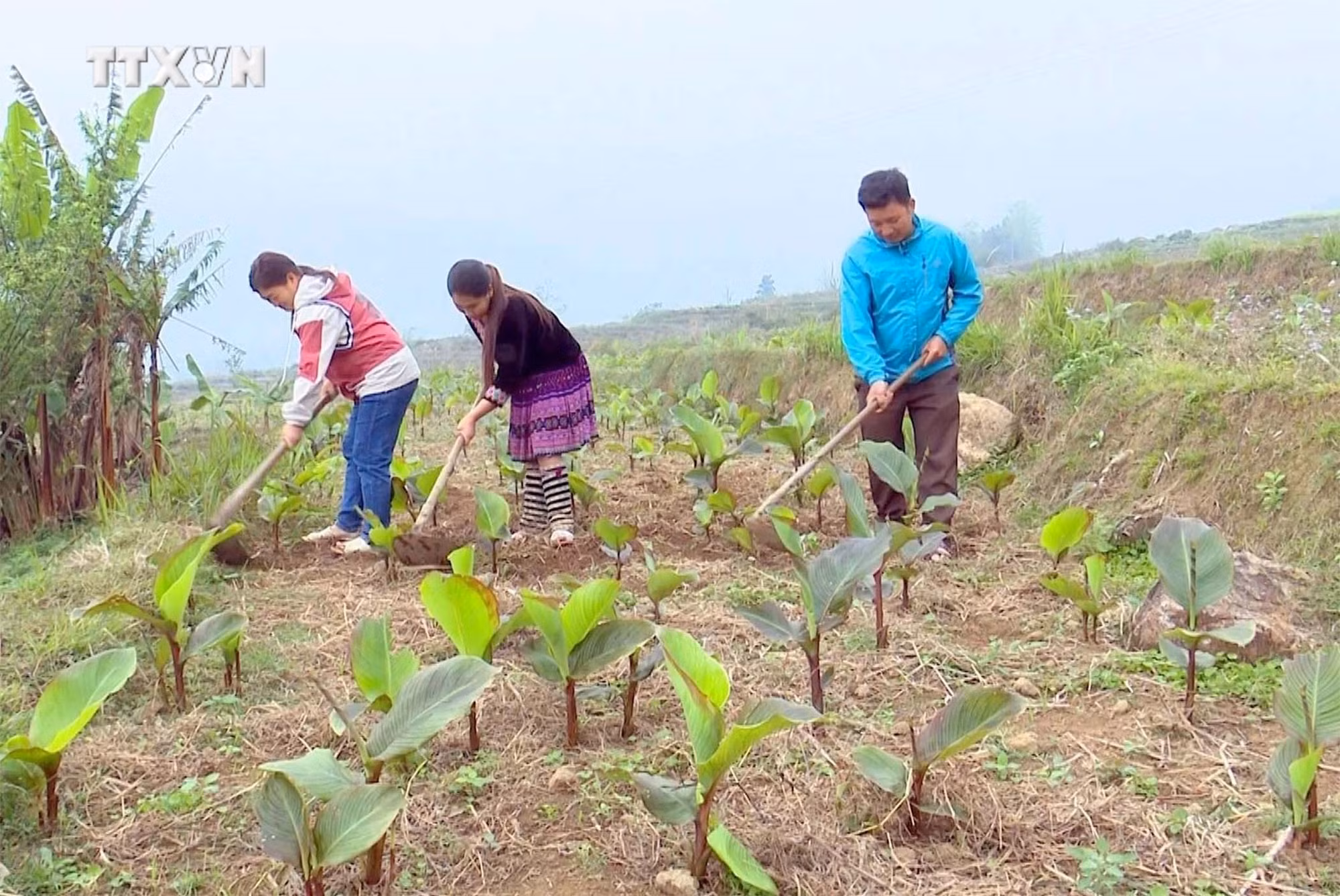 vna_potal_khat_vong_thoat_ngheo_cua_huyen_vung_cao_tam_duong_lai_chau_7611374.jpg