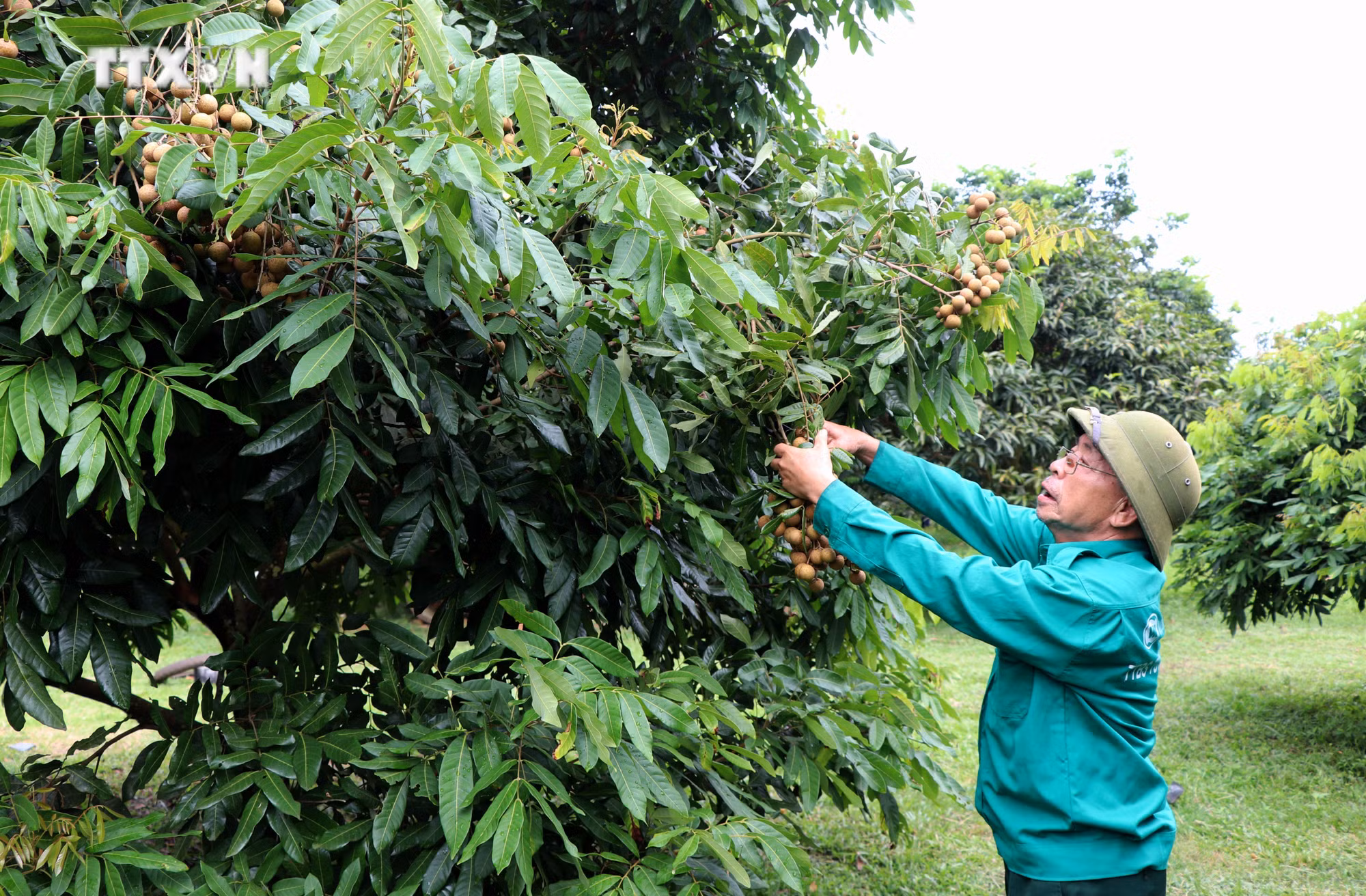 vna_potal_guong_cuu_chien_binh_lam_kinh_te_gioi_tai_tuyen_quang_7496916.jpg