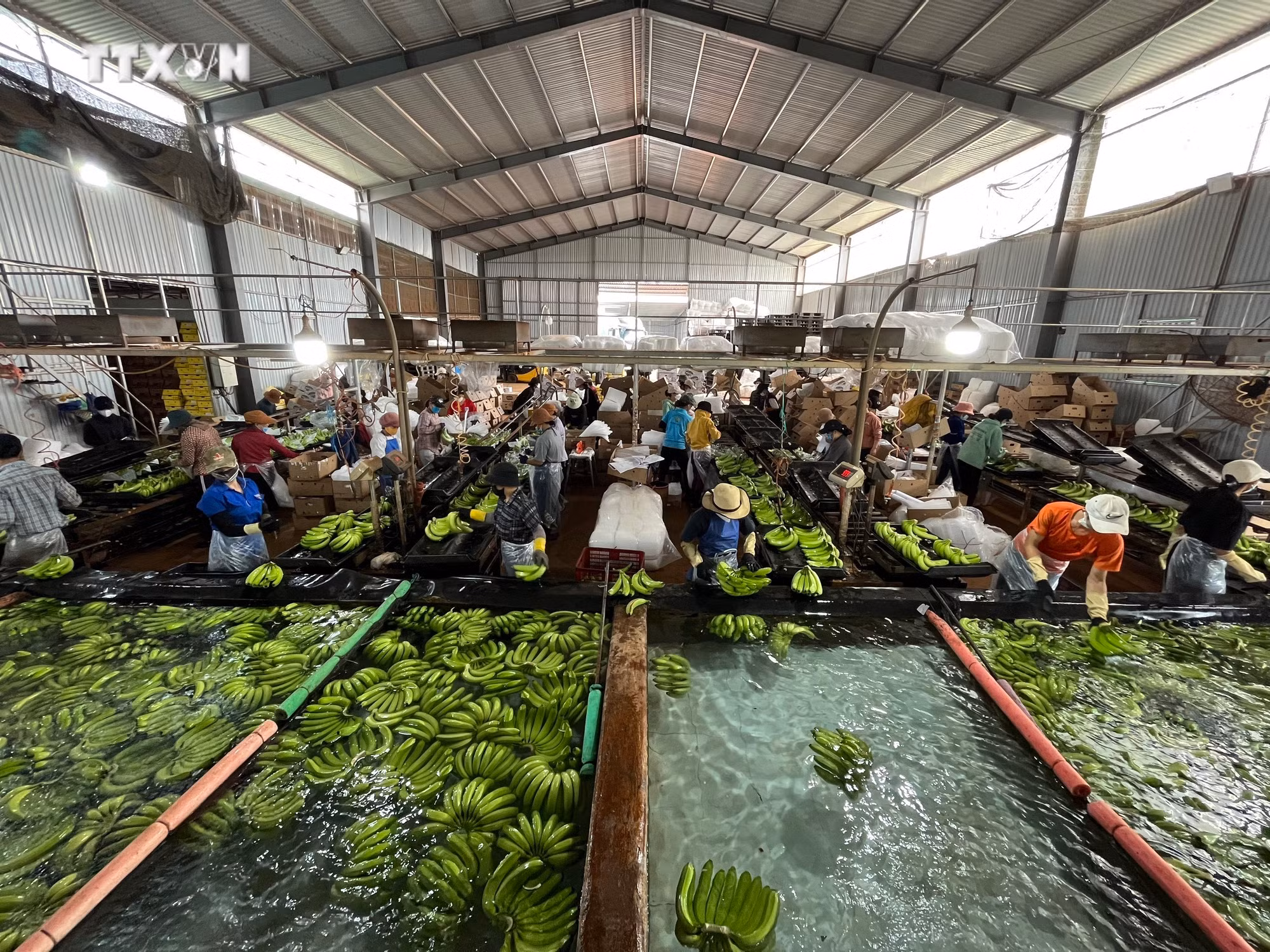 vna_potal_gia_lai_huong_den_nen_nong_nghiep_huu_co_ben_vung_7171484.jpg