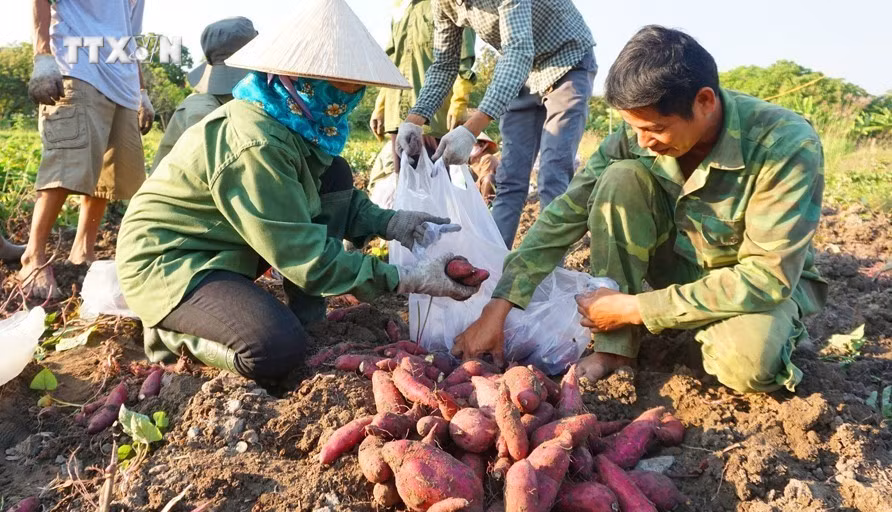 vna_potal_gia_lai_keu_goi_doanh_nghiep_thu_mua_khoai_lang_chinh_vu__7305959.jpg