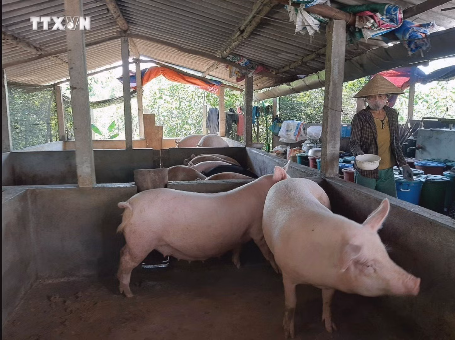 vna_potal_ngay_quoc_te_phu_nu_83_quang_ngai_ho_tro_phu_nu_vung_dan_toc_thieu_so_phat_trien_kinh_te__7257766.jpg
