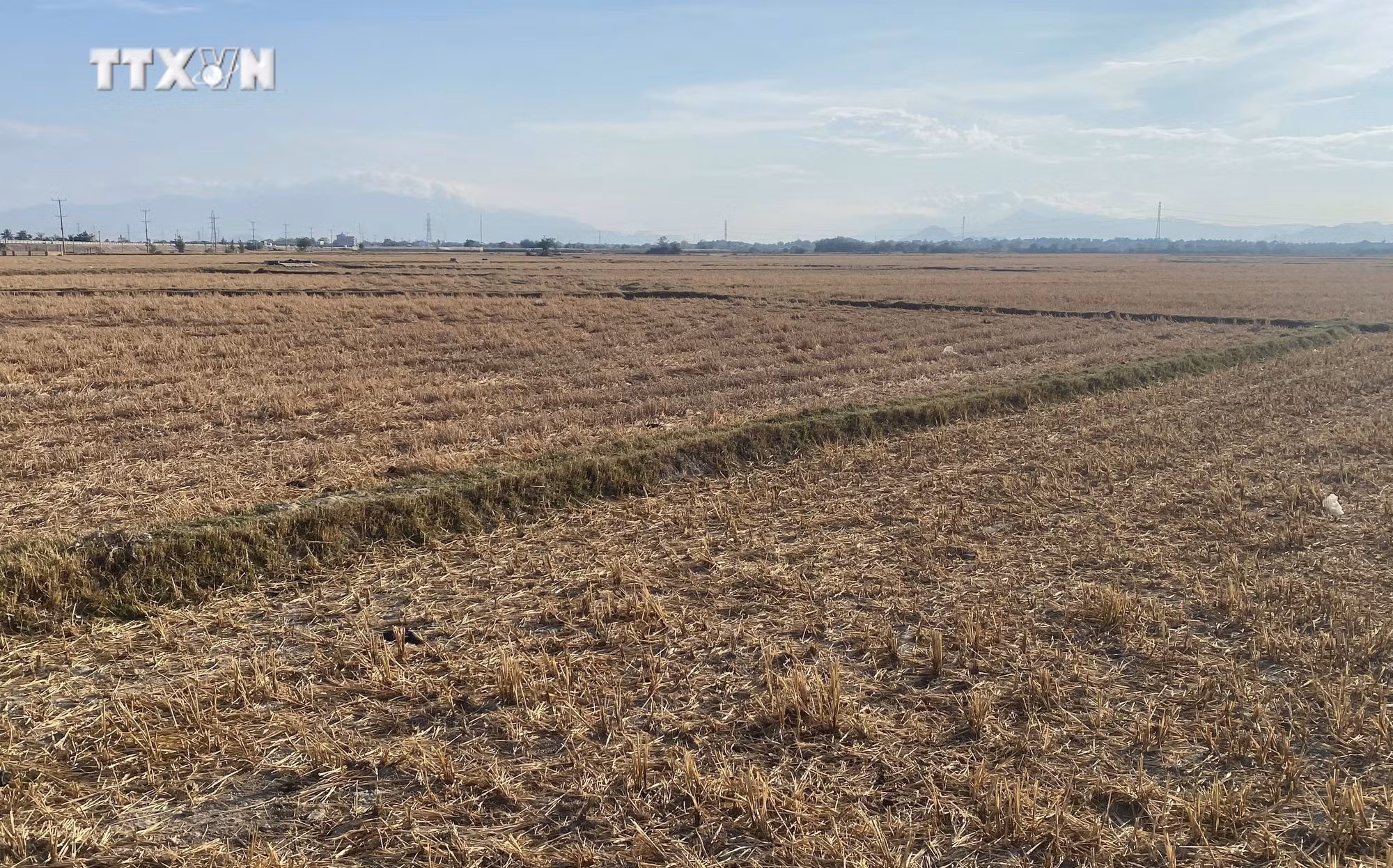 vna_potal_ninh_thuan_linh_hoat_san_xuat_vu_he_thu_thich_ung_voi_kho_han_keo_dai_7367283.jpg