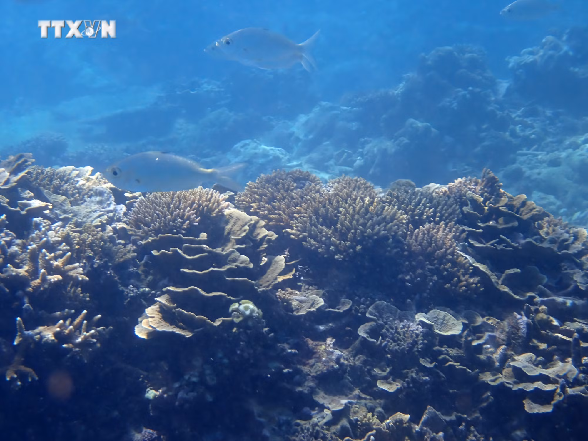 vna_potal_da_dang_sinh_hoc_khu_bao_ton_bien_vuon_quoc_gia_nui_chua_–_ninh_thuan_7460704.jpg