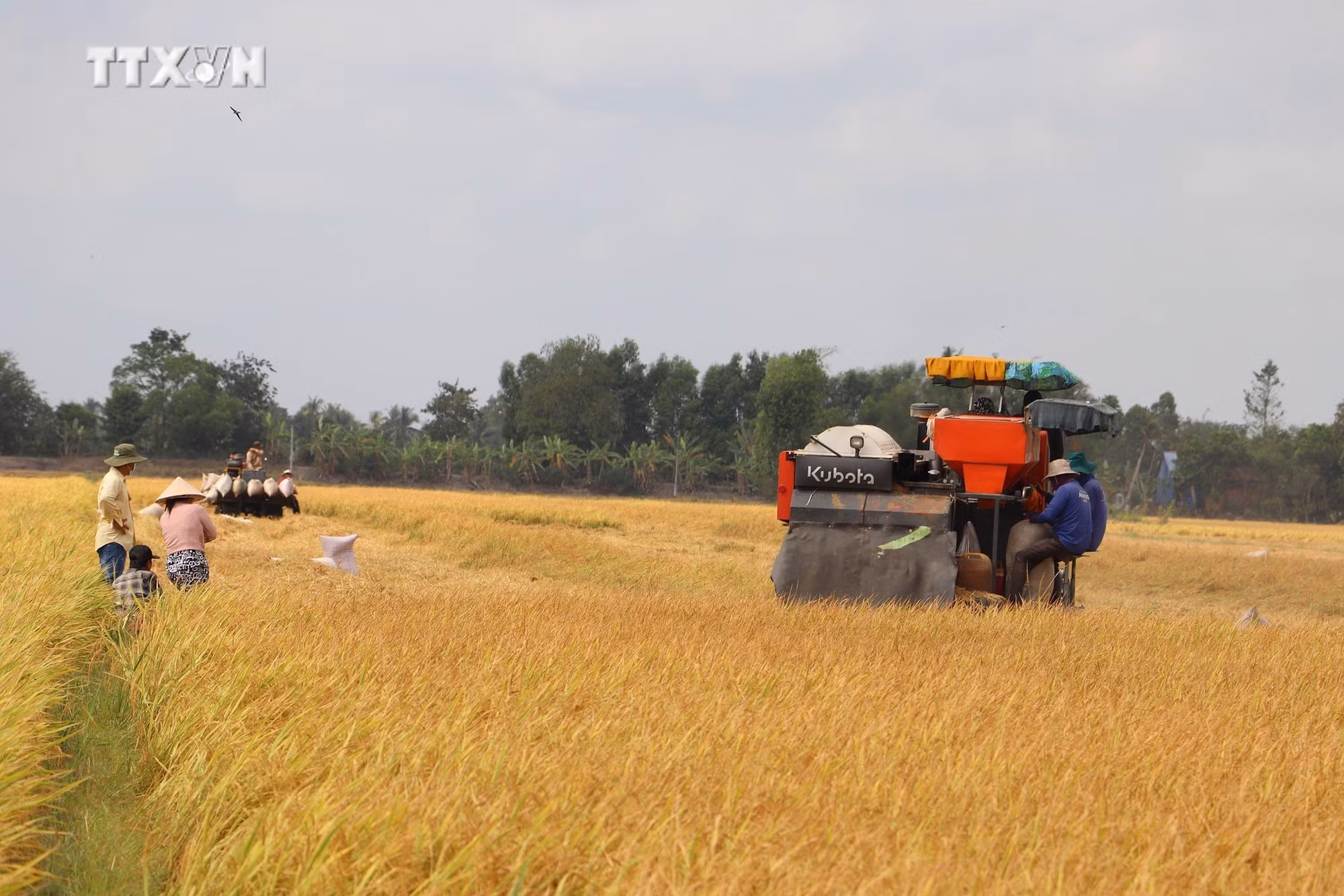 vna_potal_tien_giang_co_gioi_hoa_thu_hoach_giam_that_thoat_lua_dong_xuan_7248000.jpg