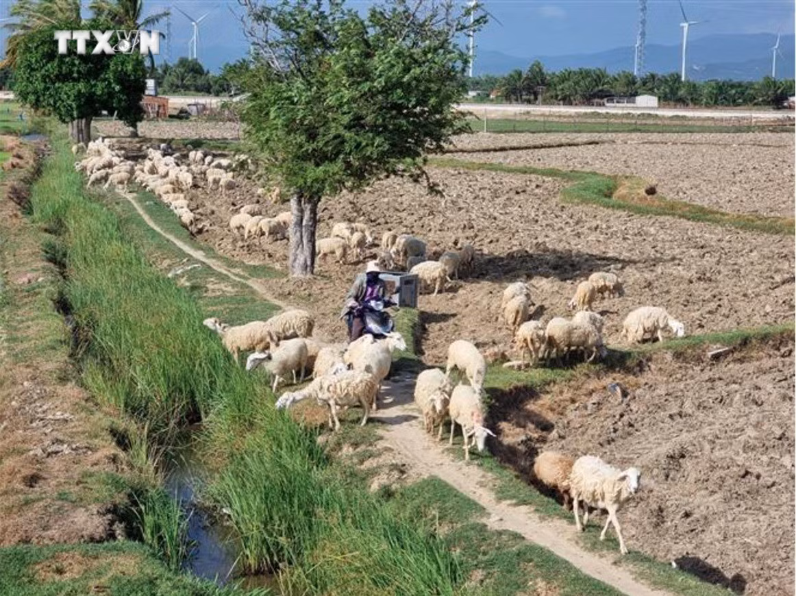 vna_potal_ninh_thuan_phat_huy_the_manh_cac_loai_vat_nuoi_dac_thu_vung_khi_hau_kho_nong__7736179.jpg