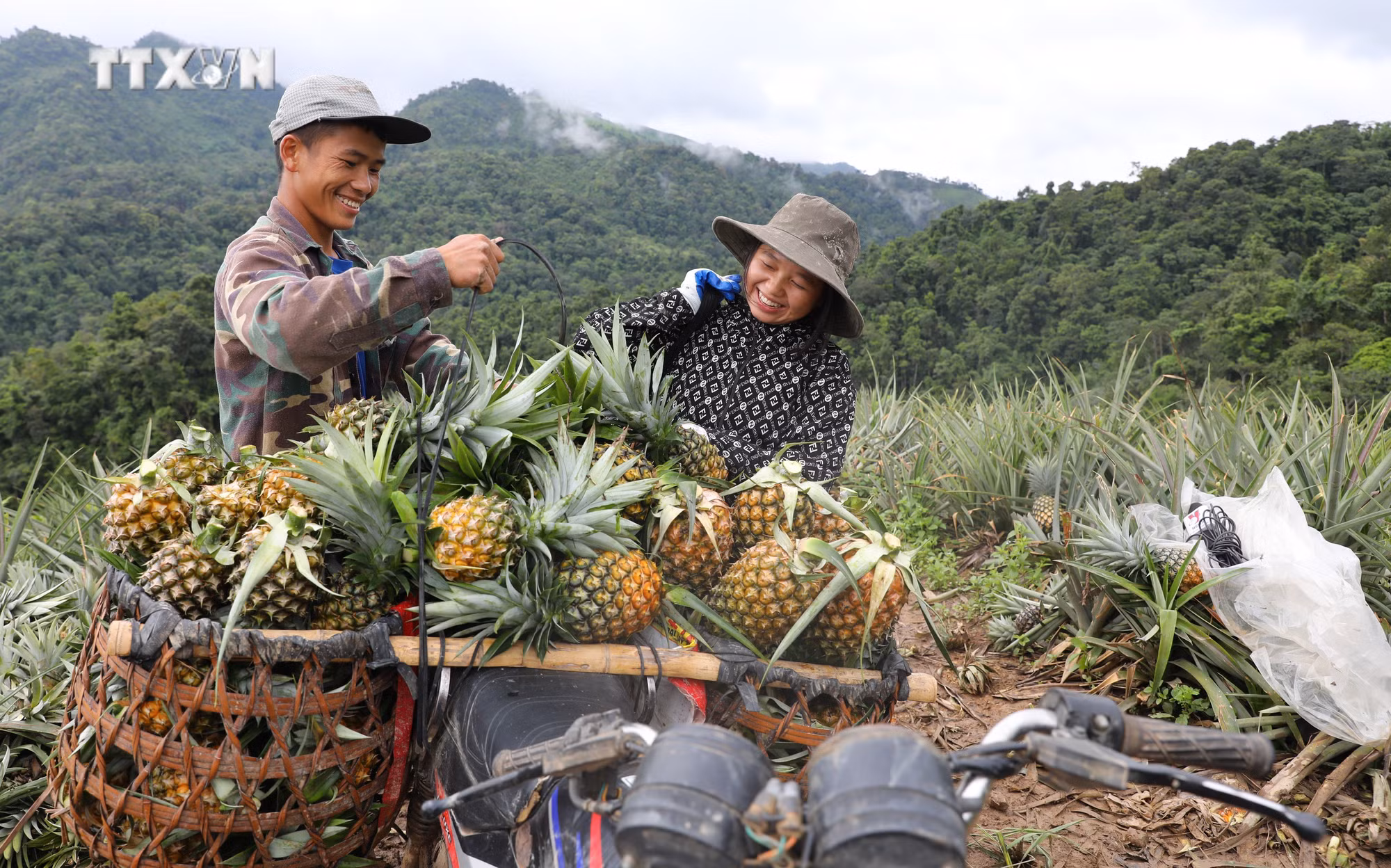 vna_potal_cay_dua_mat_giup_nguoi_mong_o_vung_bien_gioi_dien_bien_thoat_ngheo_7467377.jpg