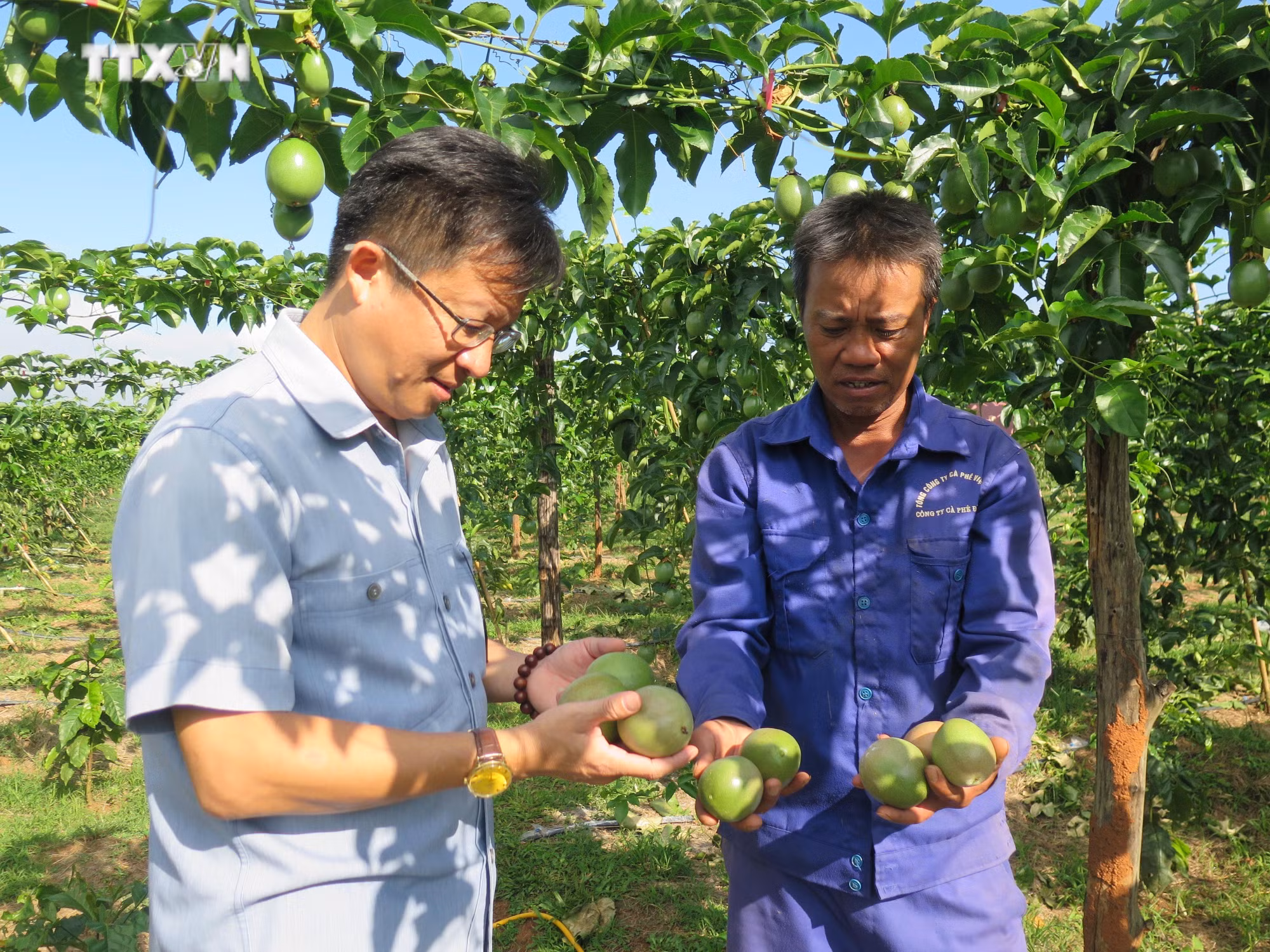 vna_potal_kon_tum_can_co_dau_ra_de_phat_trien_dien_tich_chanh_day__7716513.jpg