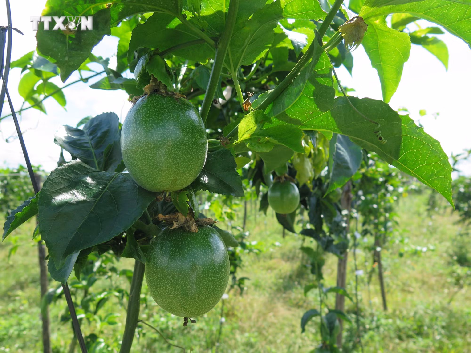vna_potal_kon_tum_can_co_dau_ra_de_phat_trien_dien_tich_chanh_day__7716508.jpg
