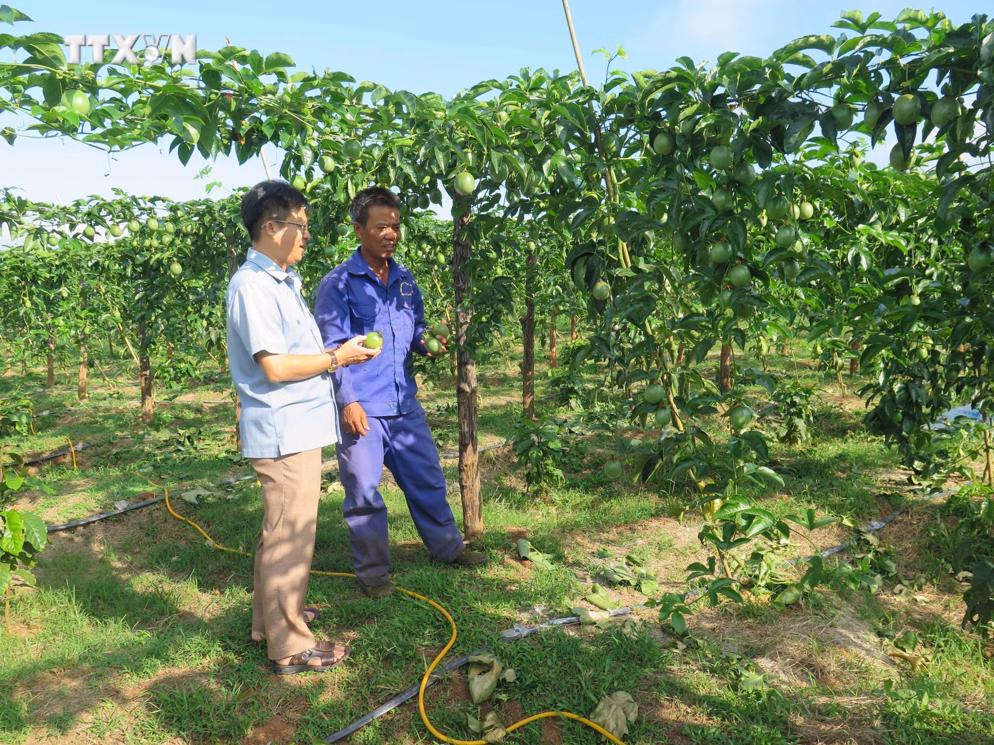 vna_potal_kon_tum_kho_trong_phat_trien_dien_tich_chanh_day_7716516.jpg