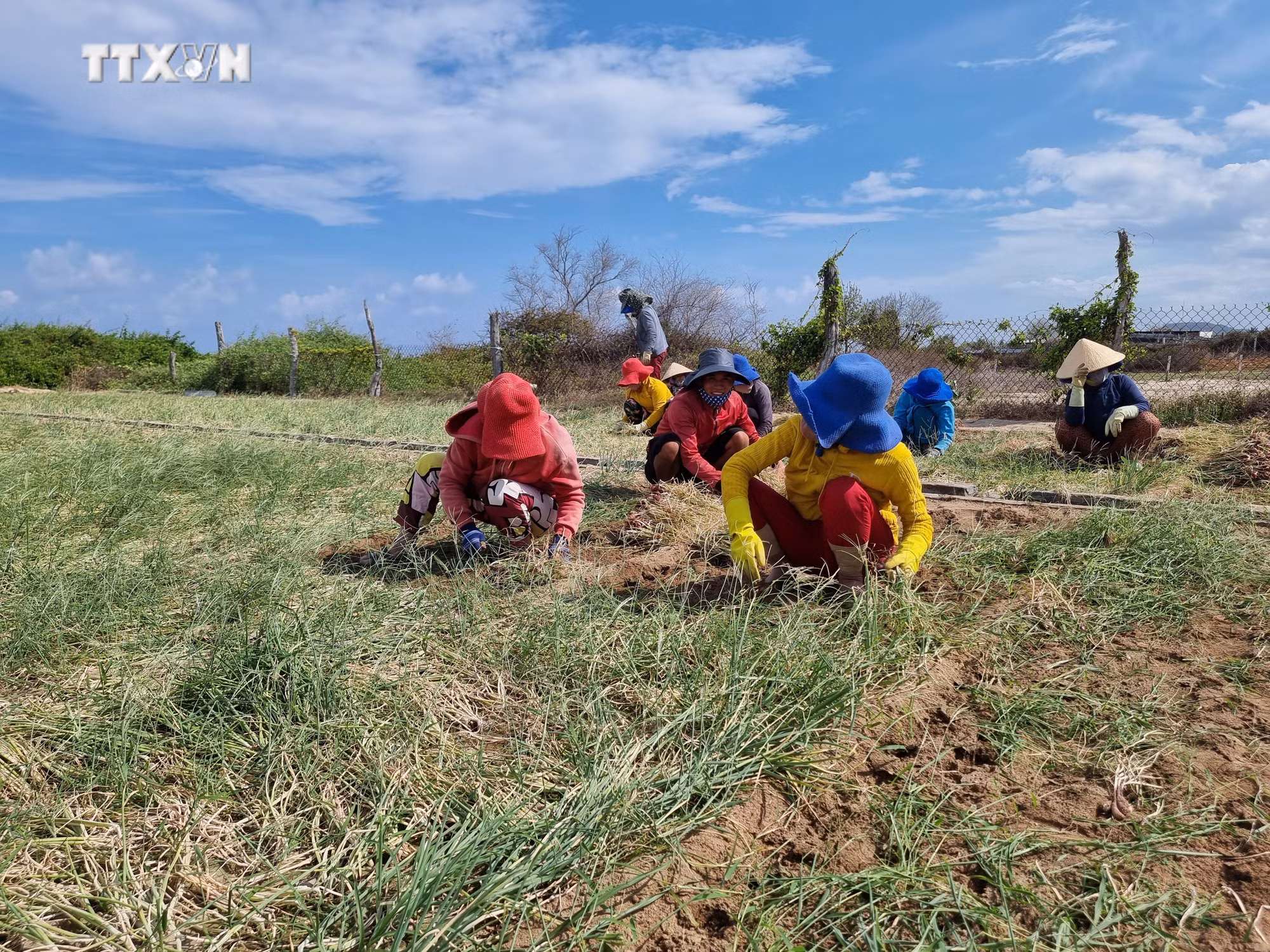 vna_potal_ninh_thuan_no_luc_thuc_hien_tieu_chi_kho_trong_xay_dung_nong_thon_moi_7391217.jpg