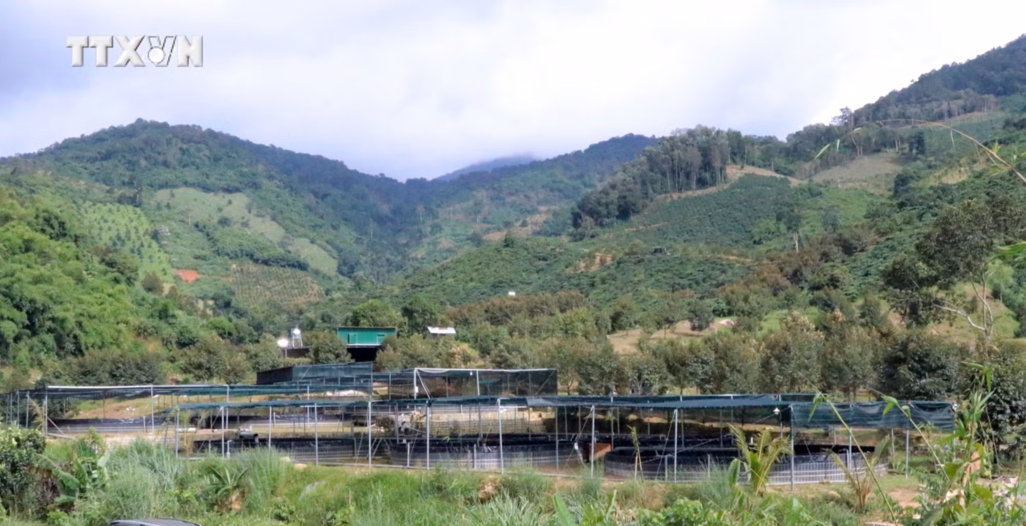 vna_potal_phat_trien_nghe_nuoi_ca_tam_o_huyen_ngheo_dam_rong_lam_dong__7650625.jpg