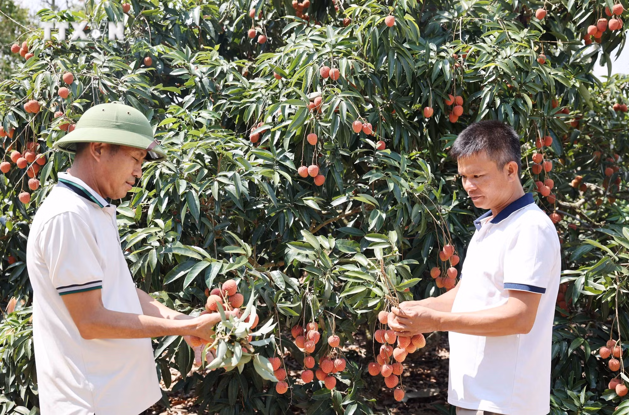 vna_potal_vai_chin_som_duoc_gia_nong_dan_dak_lak_thu_lai_cao_7380588.jpg