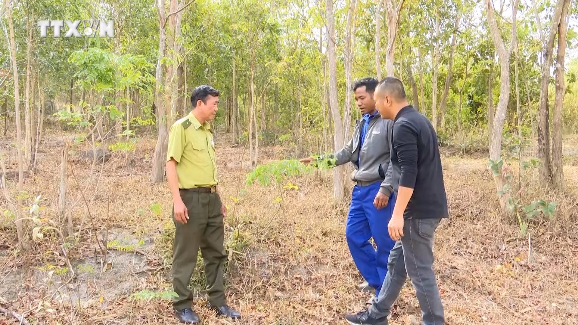 vna_potal_lang_a_lao_noi_bao_ton_nguon_gen_quy_cua_cay_go_trac_o_gia_lai_7224871.jpg
