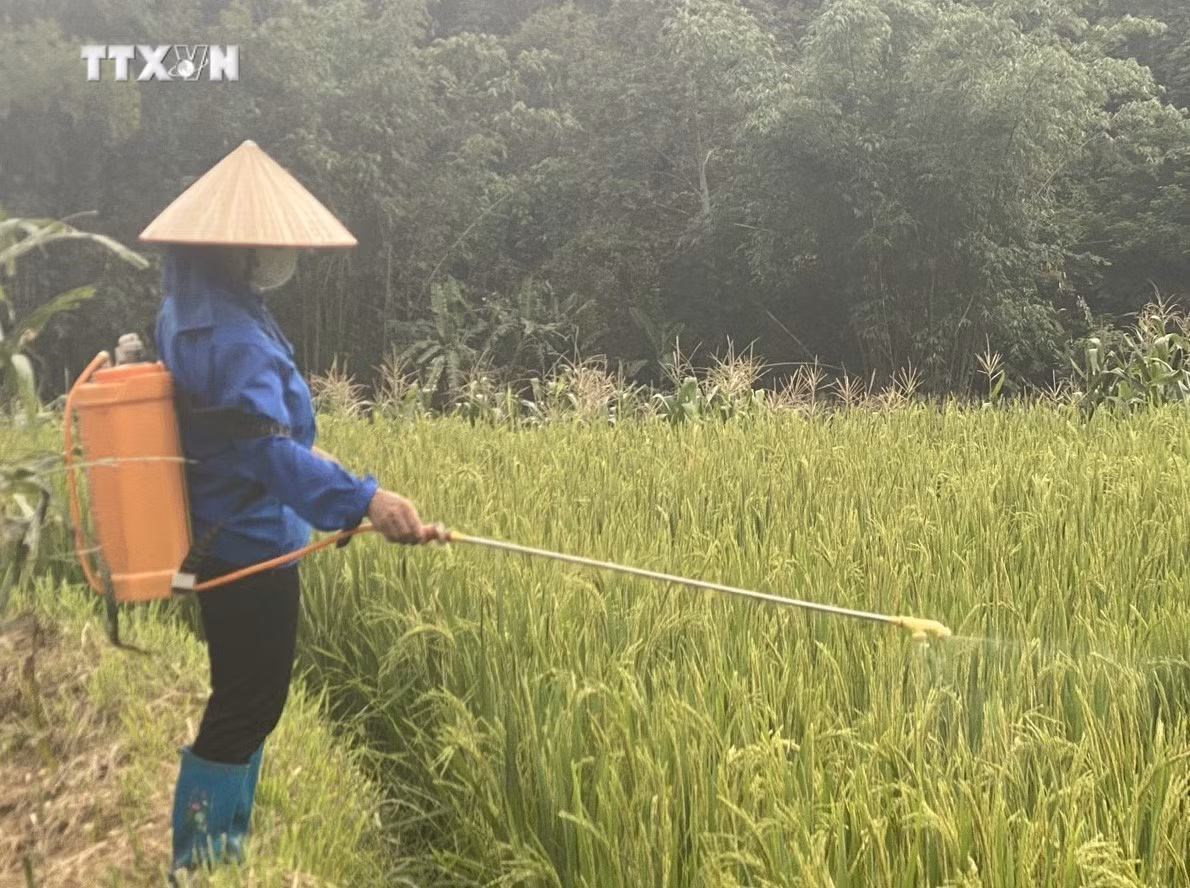 vna_potal_cao_bang_huy_dong_cac_nguon_luc_de_diet_chau_chau_bao_ve_mua_mang_7413441.jpg