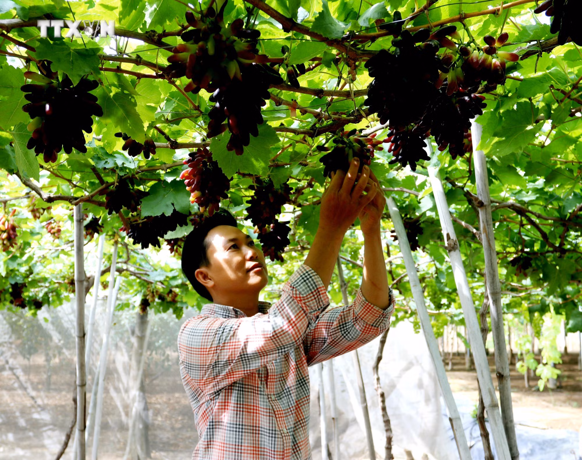 vna_potal_ninh_thuan_day_manh_ho_tro_nong_dan_phat_trien_san_xuat_kinh_doanh_7438023.jpg