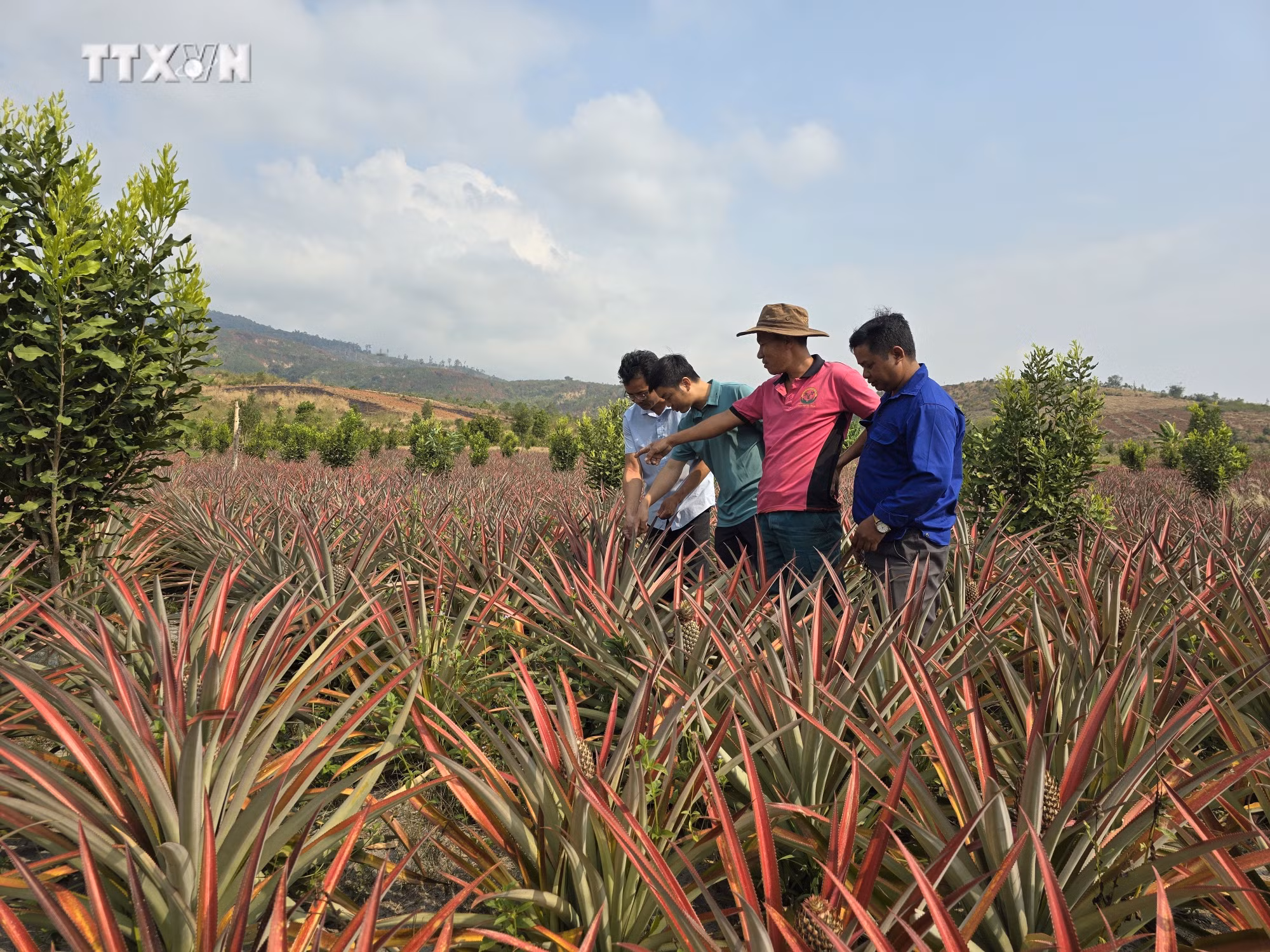 vna_potal_thay_doi_tu_duy_san_xuat_nong_nghiep_cua_nguoi_dan_toc_thieu_so_7314249.jpg