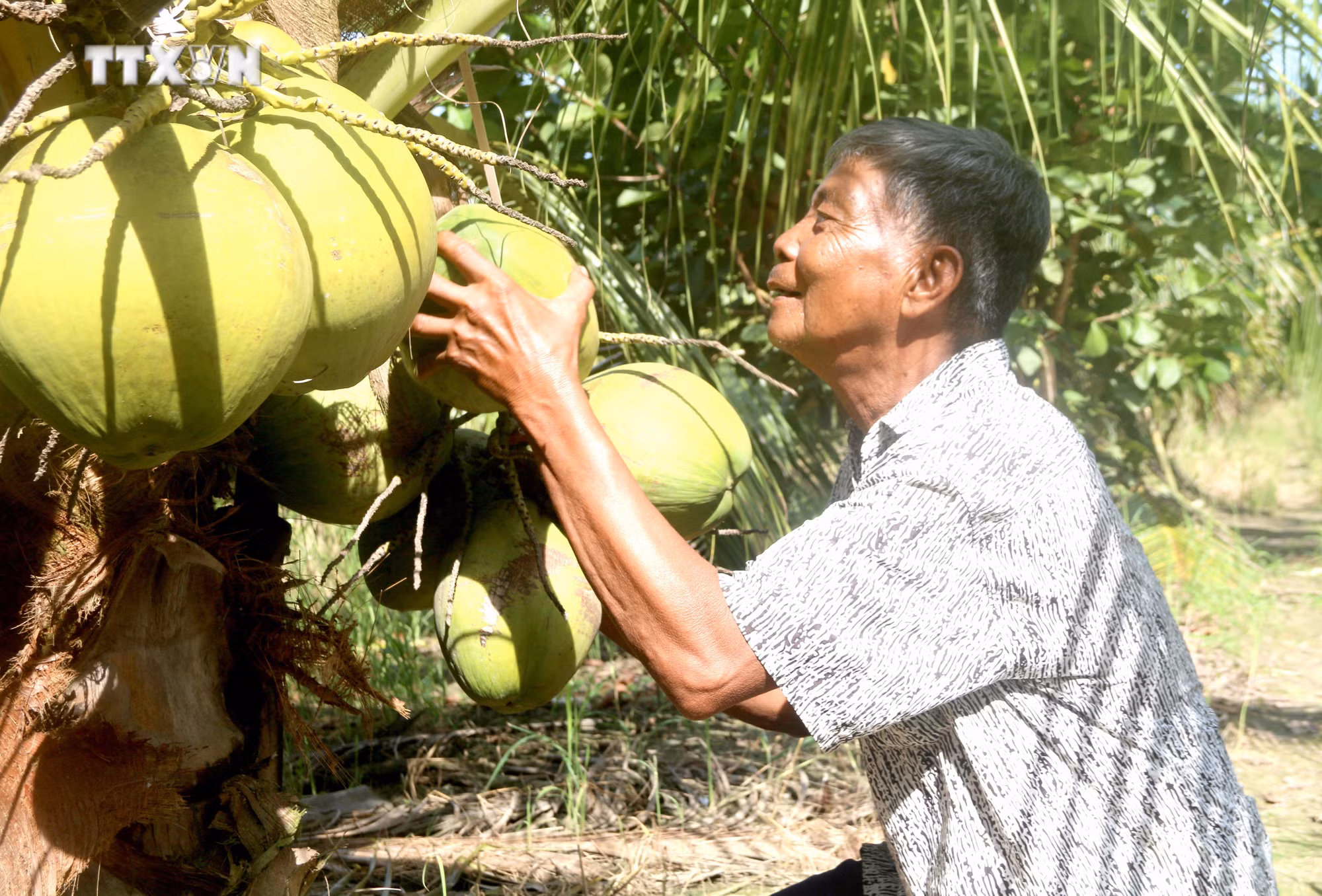 vna_potal_cay_dua_sap_tao_nguon_thu_nhap_chinh_cho_nhieu_ho_khmer_7076981.jpg
