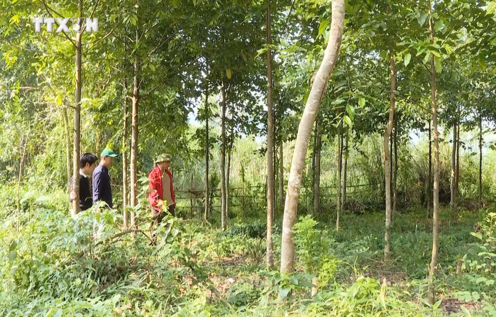 vna_potal_quang_binh_dam_me_phuc_hoi_nhung_canh_rung_cay_ban_dia_quy_hiem_6648365.jpg