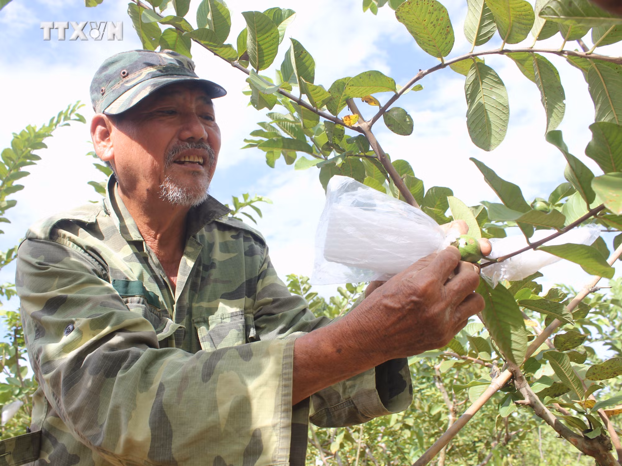 vna_potal_binh_phuoc_thuc_hien_mo_hinh_phong_tru_sau_benh_hai_bang_giai_phap_sinh_hoc_cho_trai_cay_7729739.jpg
