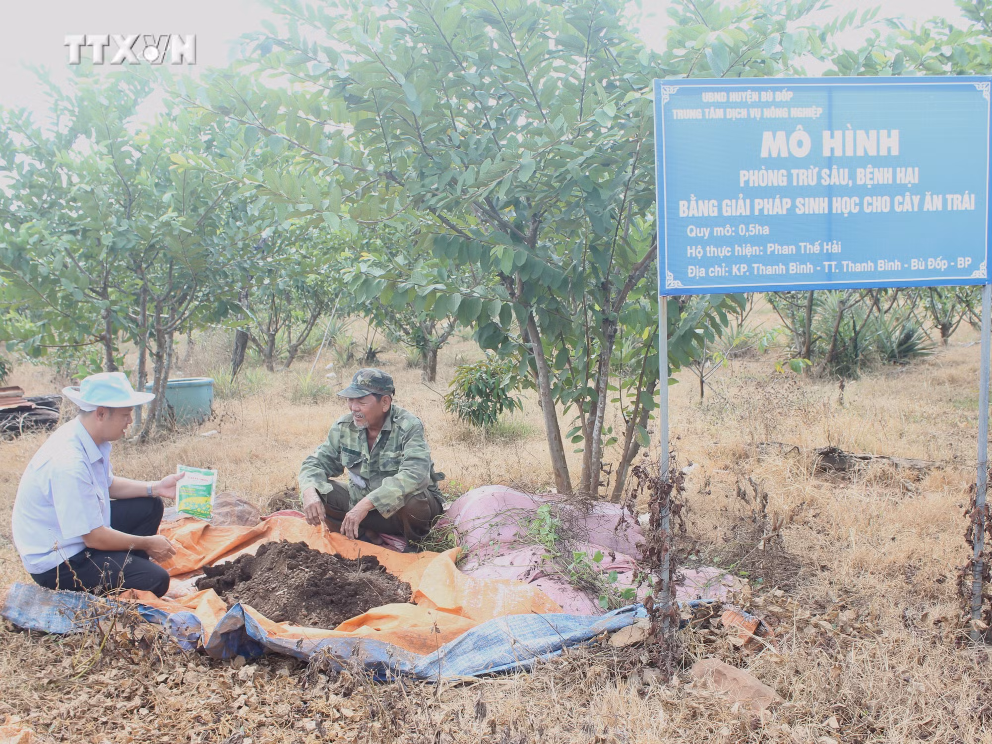 vna_potal_binh_phuoc_thuc_hien_mo_hinh_phong_tru_sau_benh_hai_bang_giai_phap_sinh_hoc_cho_trai_cay_7729780 (1).jpg