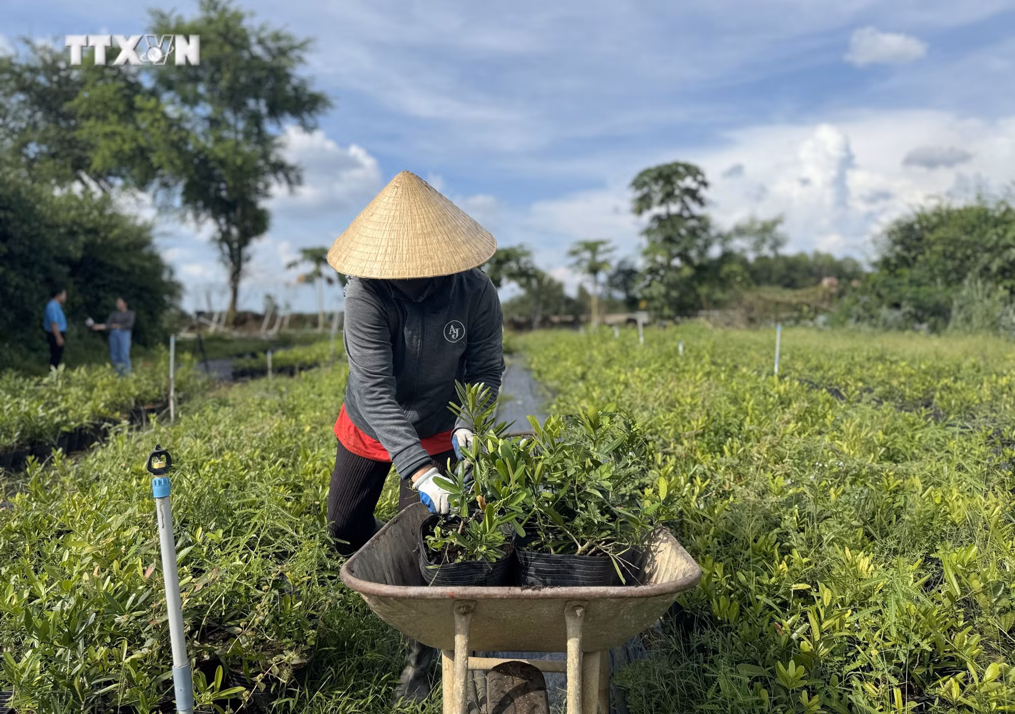 vna_potal_nong_dan_dong_nai_trong_cay_duoc_lieu_quy_o_vung_dat_kho_can_thu_tien_ty_moi_nam_7648121.jpg