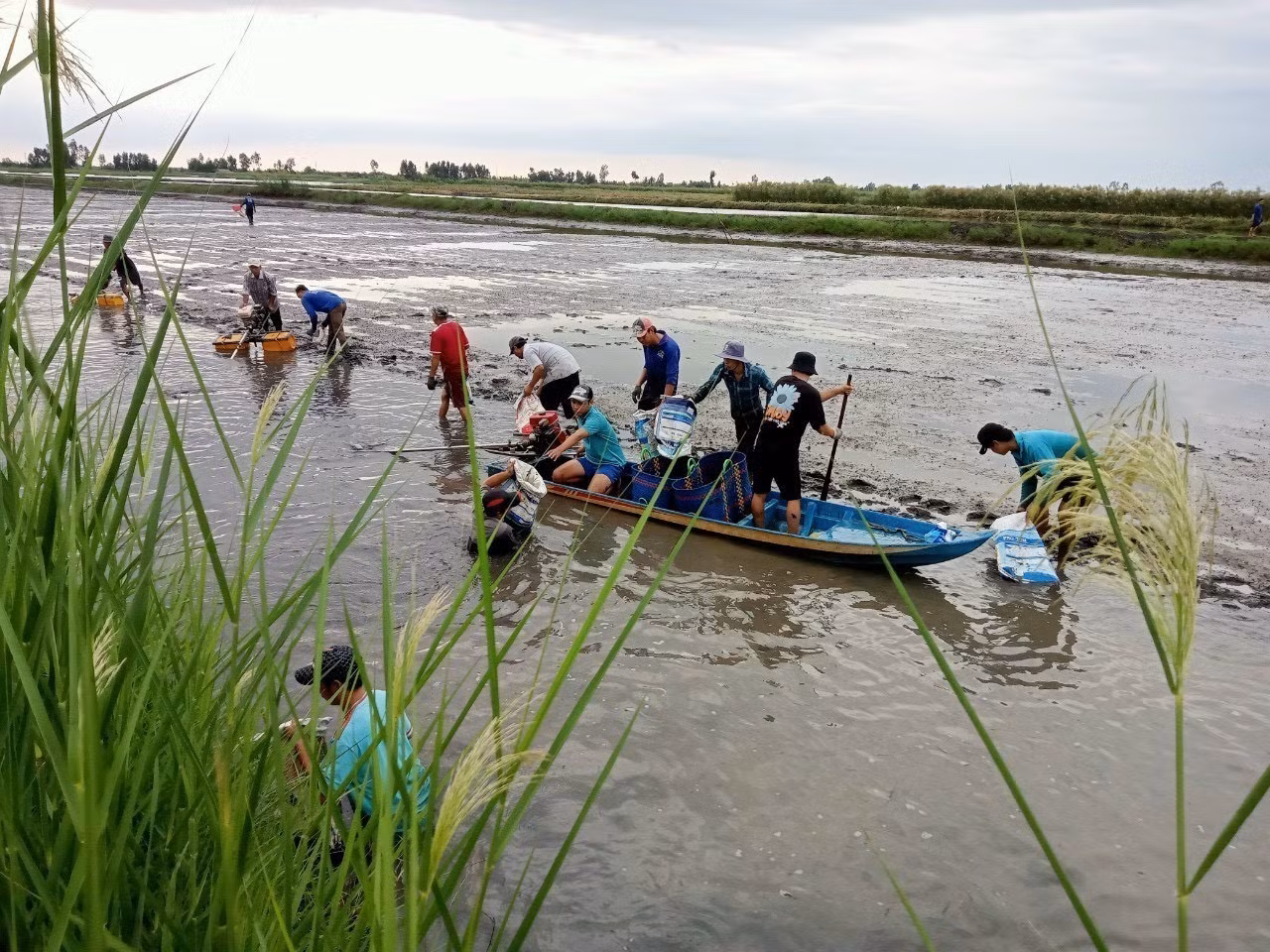 Người dân huyện Hồng Dân (tỉnh Bạc Liêu) thu hoạch tôm trên nền đất lúa. Ảnh: Chanh Đa-TTXVN