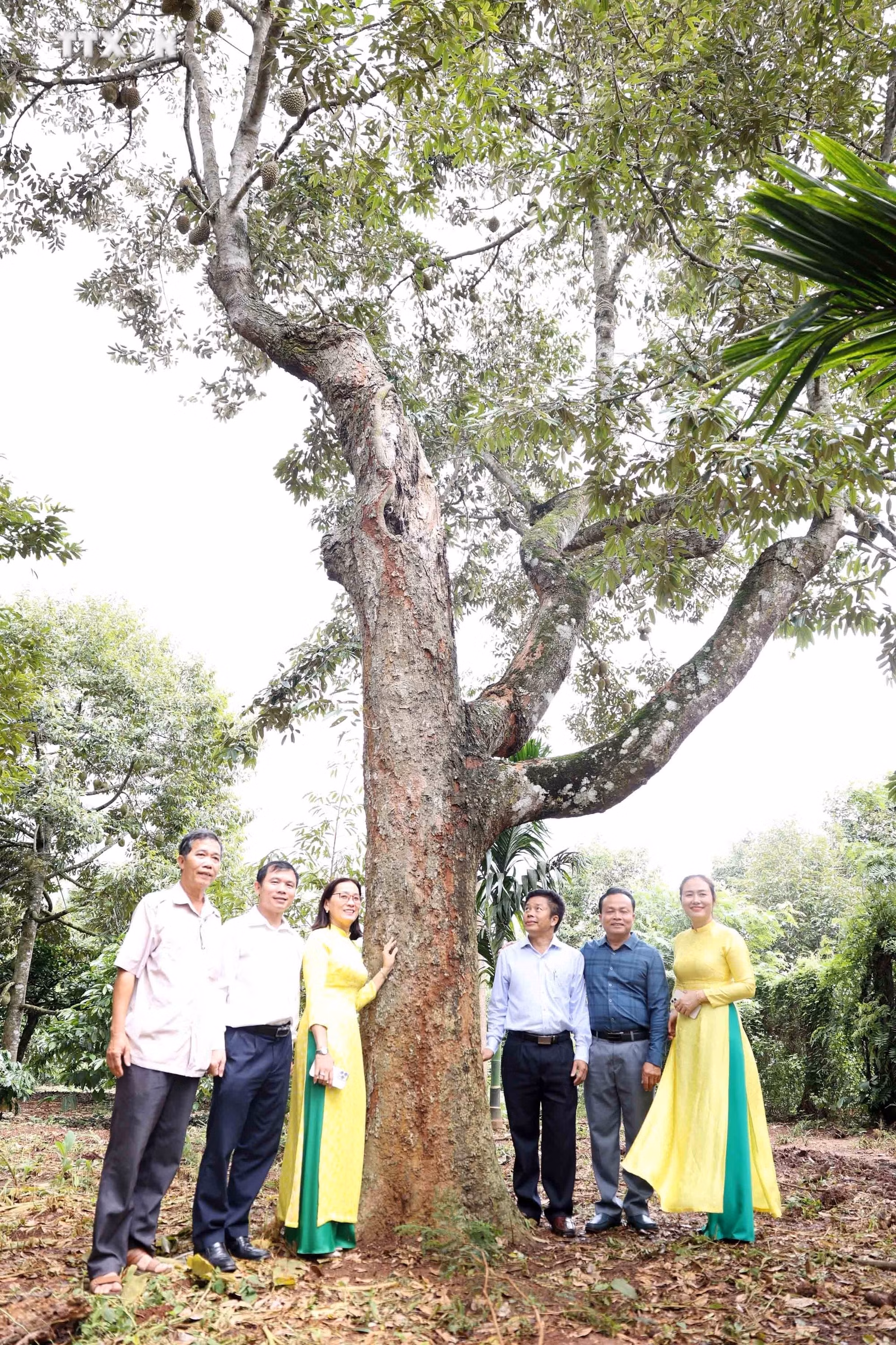 vna_potal_dak_lak_hop_bao_le_hoi_sau_rieng_krong_pac_lan_thu_ii_nam_2024_7488919.jpg