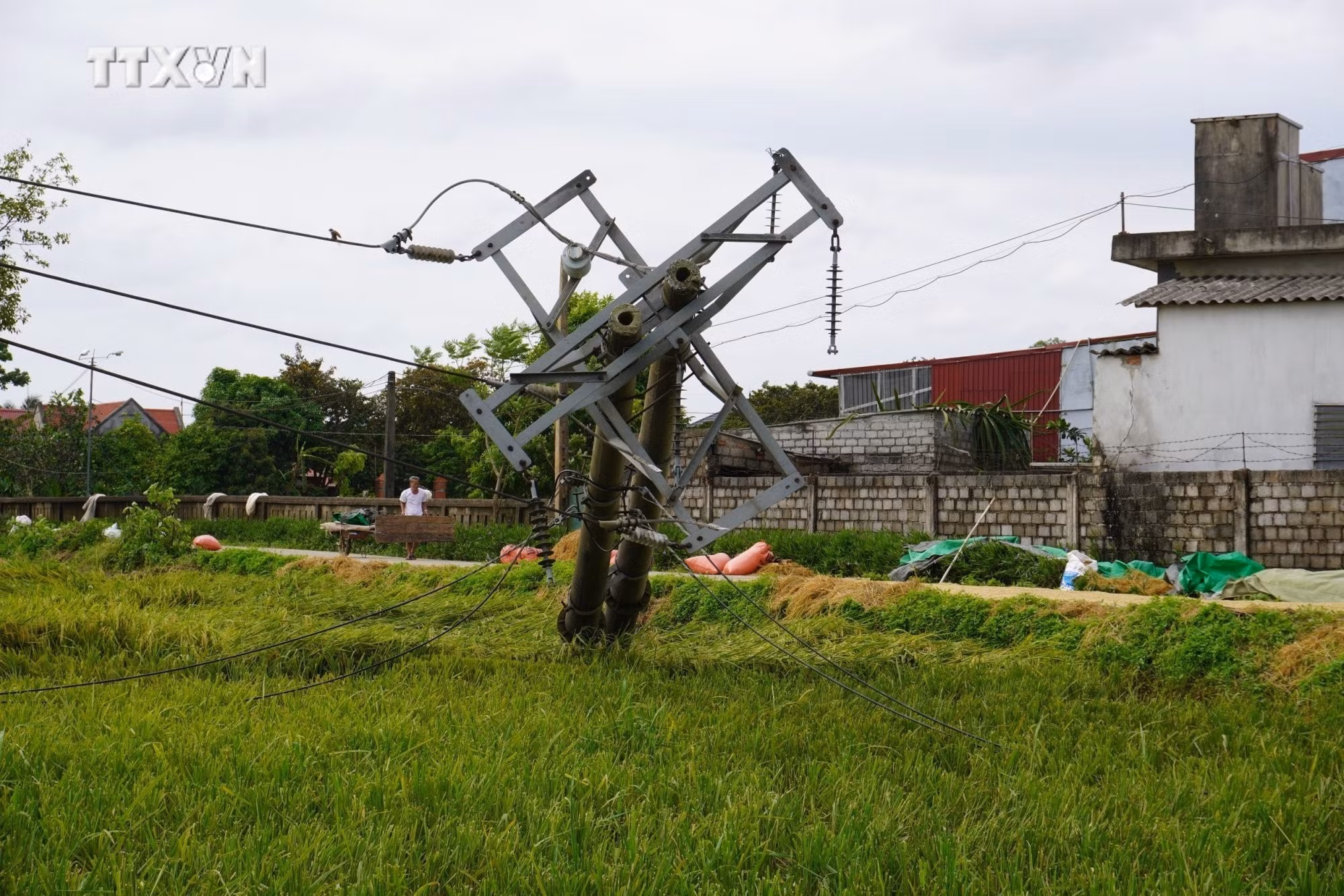 vna_potal_thanh_hoa_mua_giong_kem_loc_set_khien_2_nguoi_chet_hang_tram_hecta_lua_hoa_mau_bi_thiet_hai__7386325.jpg