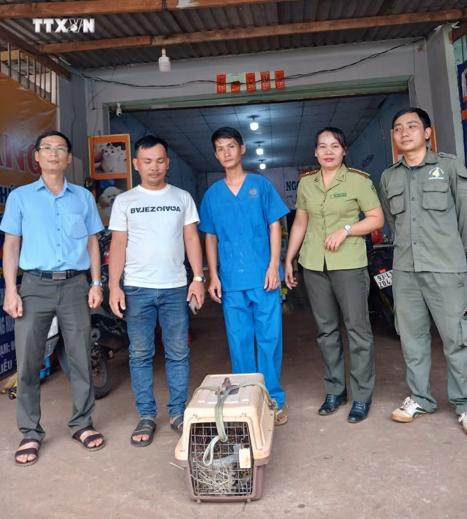 vna_potal_binh_phuoc_phat_hien_mot_ca_the_meo_bao_quy_hiem_bi_mac_bay_trong_cho_7387475.jpg