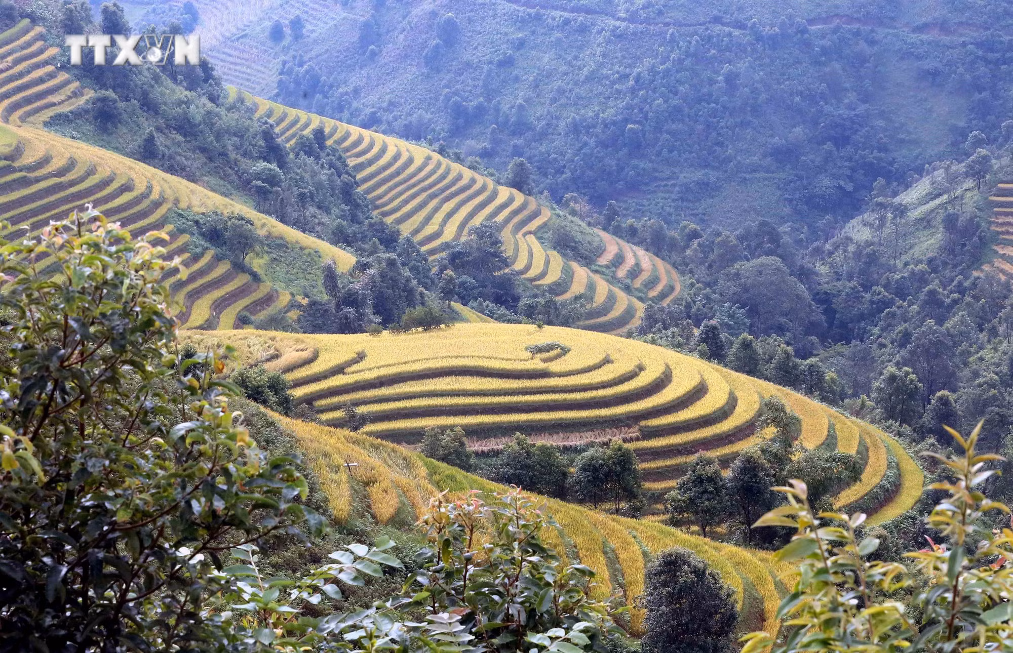 vna_potal_du_lich_viet_nam_mua_lua_chin_noi_reo_cao_bac_yen_son_la_7636830.jpg