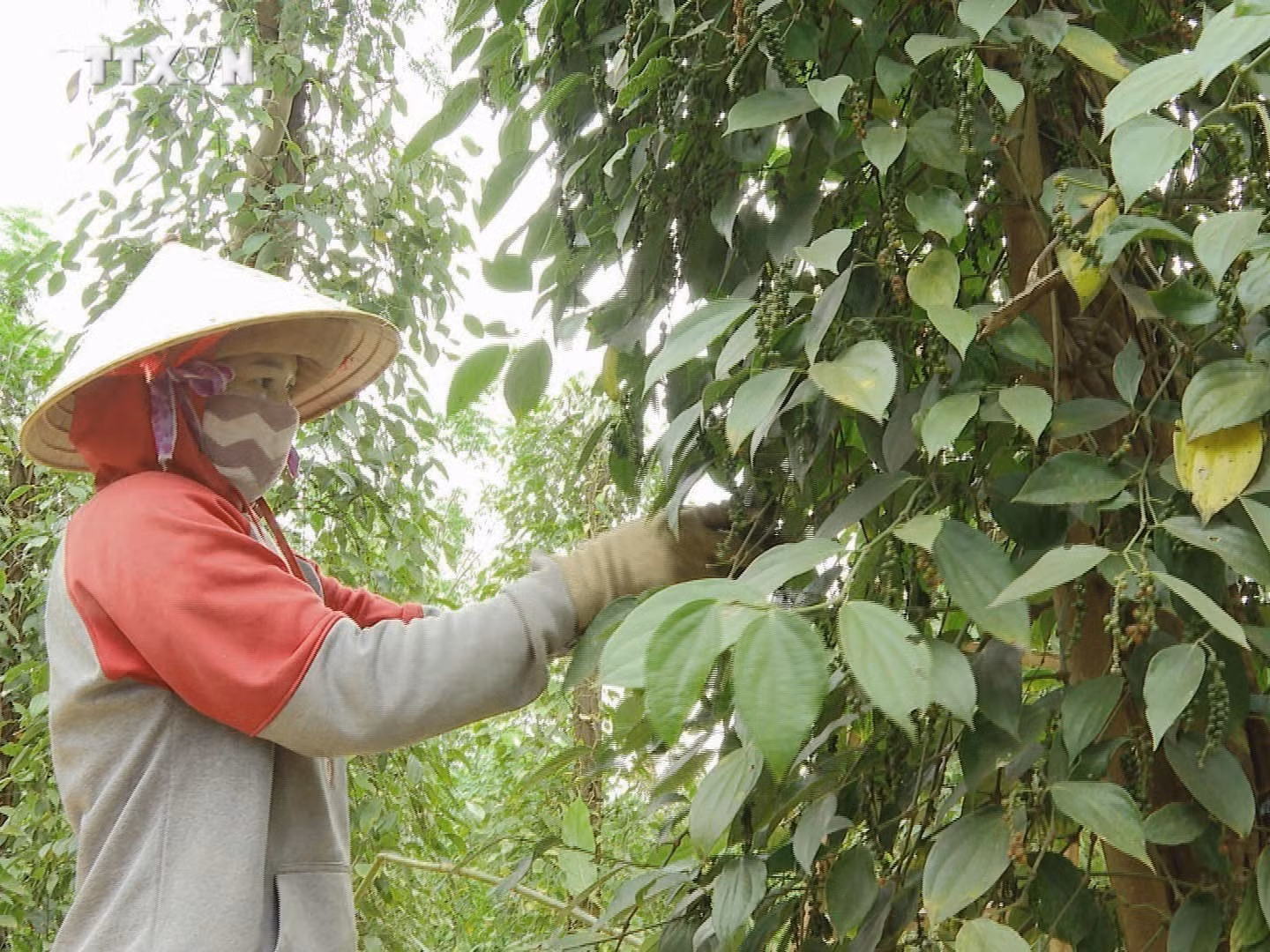 vna_potal_nong_dan_binh_phuoc_phan_khoi_vi_gia_ho_tieu_lien_tuc_tang_cao_7277764.jpg