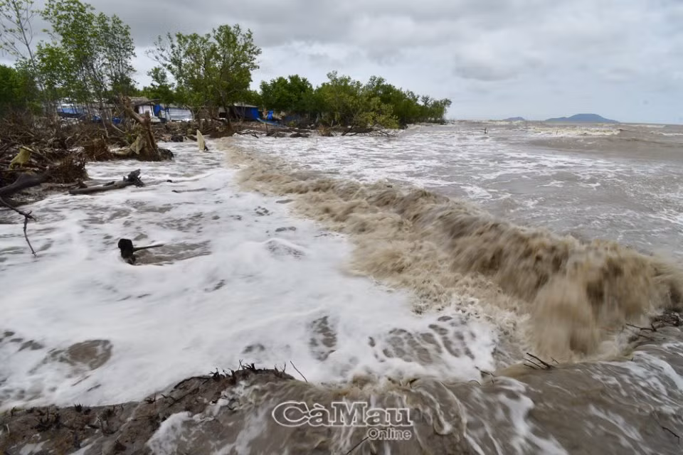 Hiện trạng sạt lở tại Vàm Kênh 5 Ô Rô, huyện Ngọc Hiển. Ảnh: baocamau.com.vn