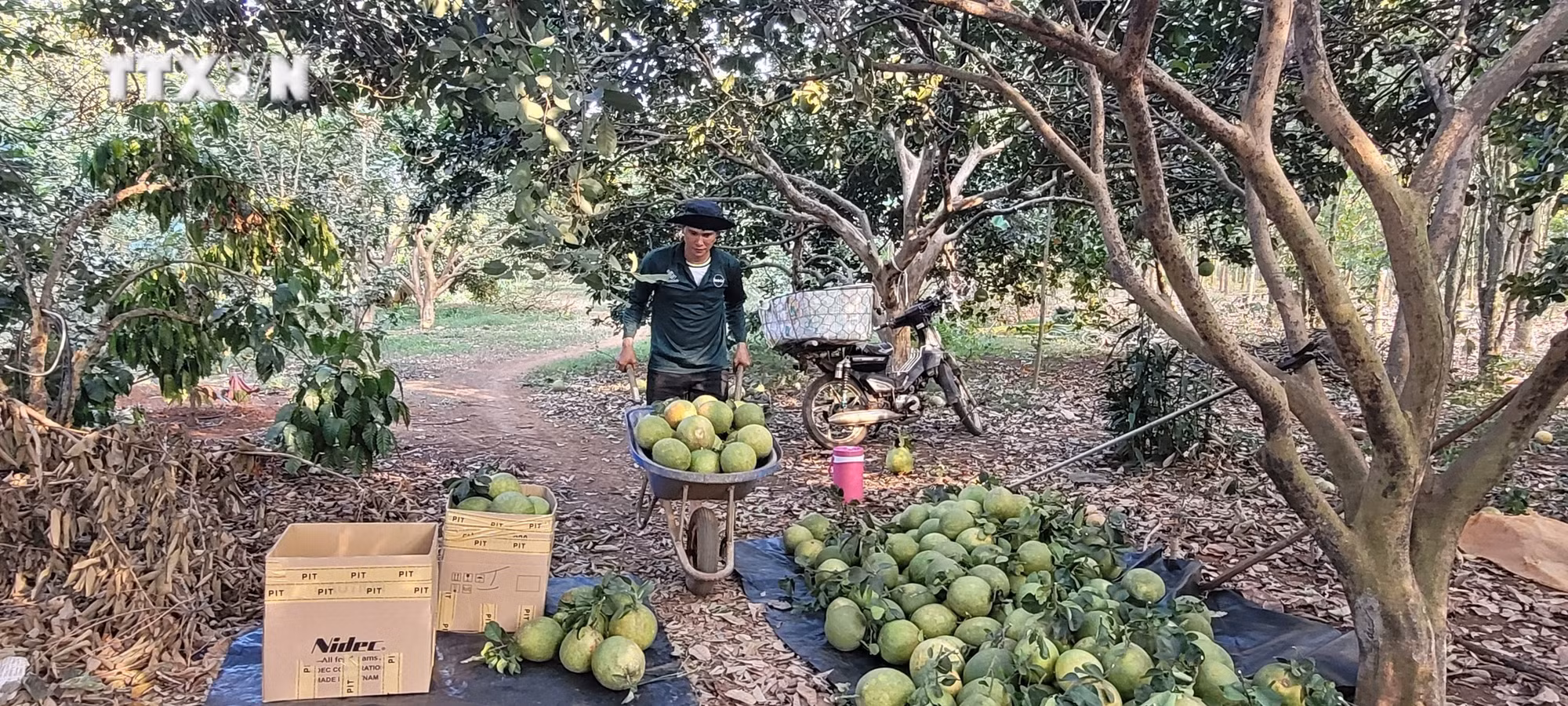vna_potal_nong_dan_ba_ria_-_vung_tau_buoc_vao_cao_diem_thu_hoach_buoi_tet_7212622.jpg