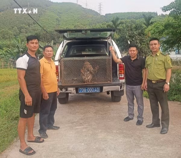 vna_potal_quang_binh_nguoi_dan_giao_nop_ca_the_meo_rung_va_khi_moc_quy_hiem__7358175.jpg