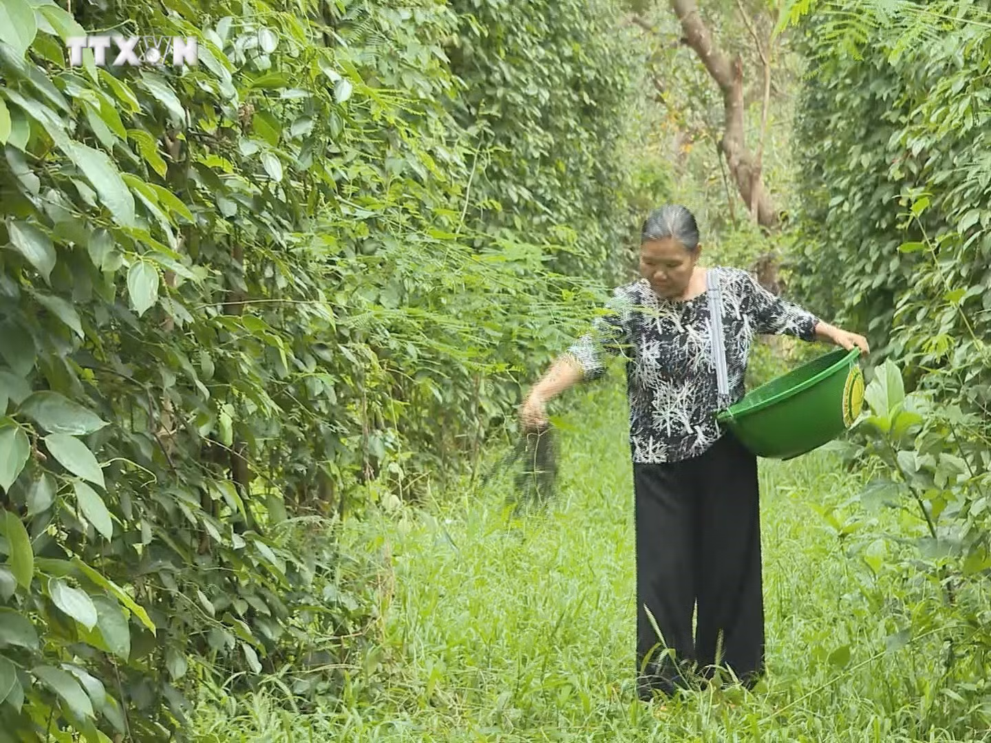 vna_potal_nguoi_dan_vung_bien_binh_phuoc_cham_soc_ho_tieu_theo_huong_huu_co_ben_vung_7732432.jpg
