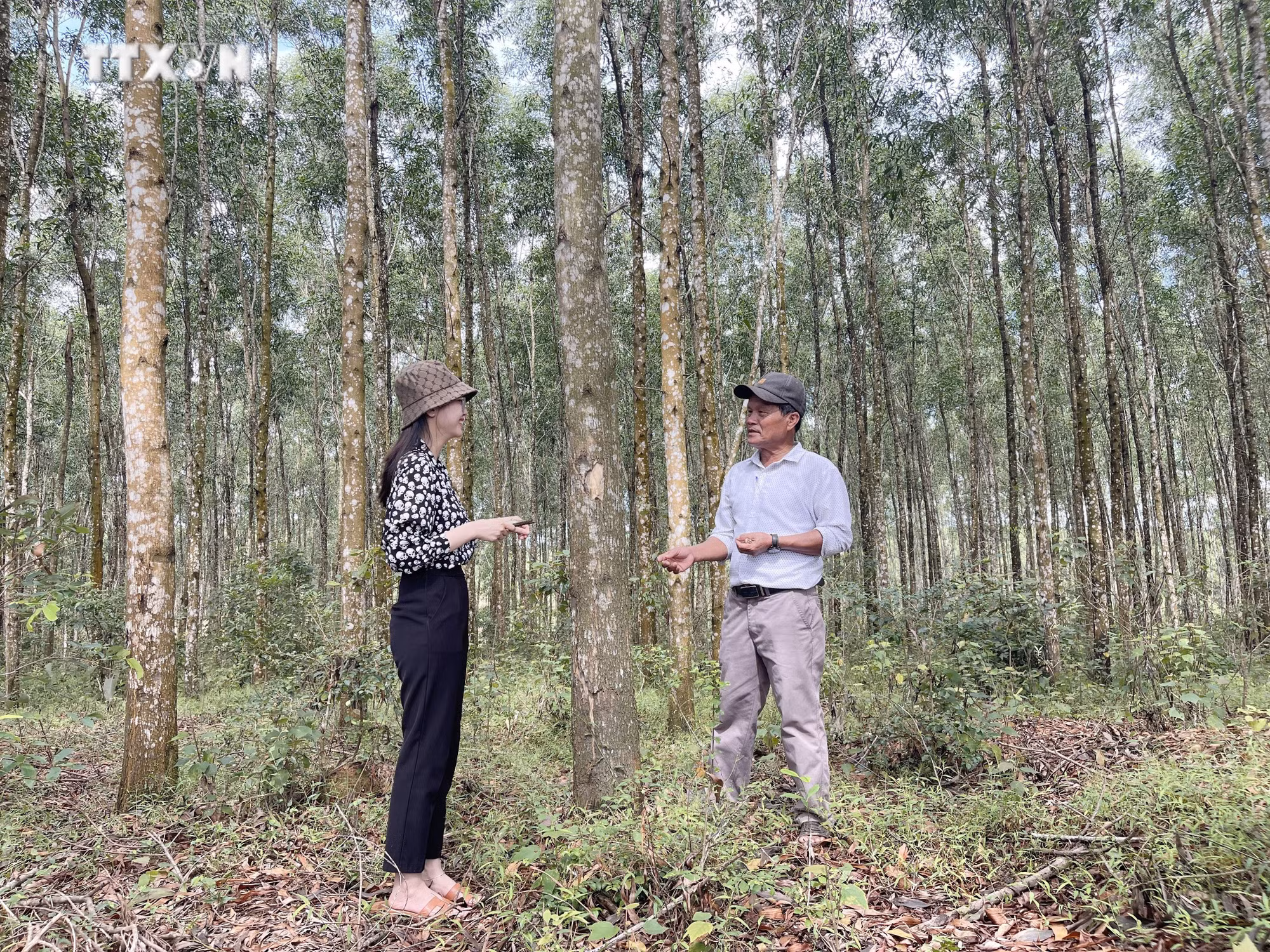 vna_potal_quang_tri_trong_rung_go_lon_phuc_vu_vung_nguyen_lieu_che_bien_va_xuat_khau_mang_lai_hieu_qua_kinh_te_cao_6418409.jpg