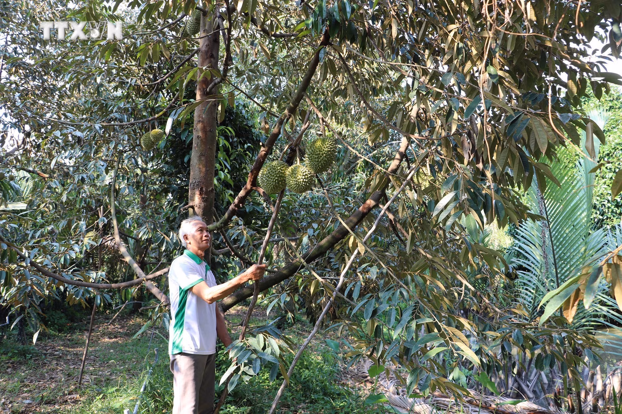 vna_potal_nong_dan_tien_giang_thu_hoach_sau_rieng_chinh_vu_7334703.jpg