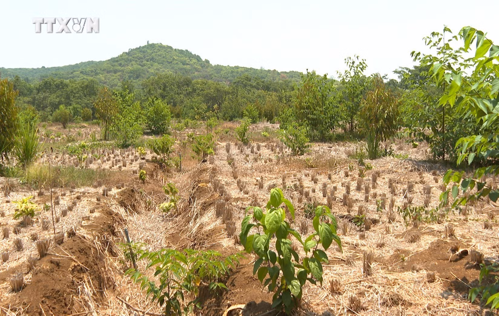 vna_potal_binh_phuoc_nang_han_keo_khien_hang_ngan_hecta_cay_trong_chet_mon_7335176.jpg