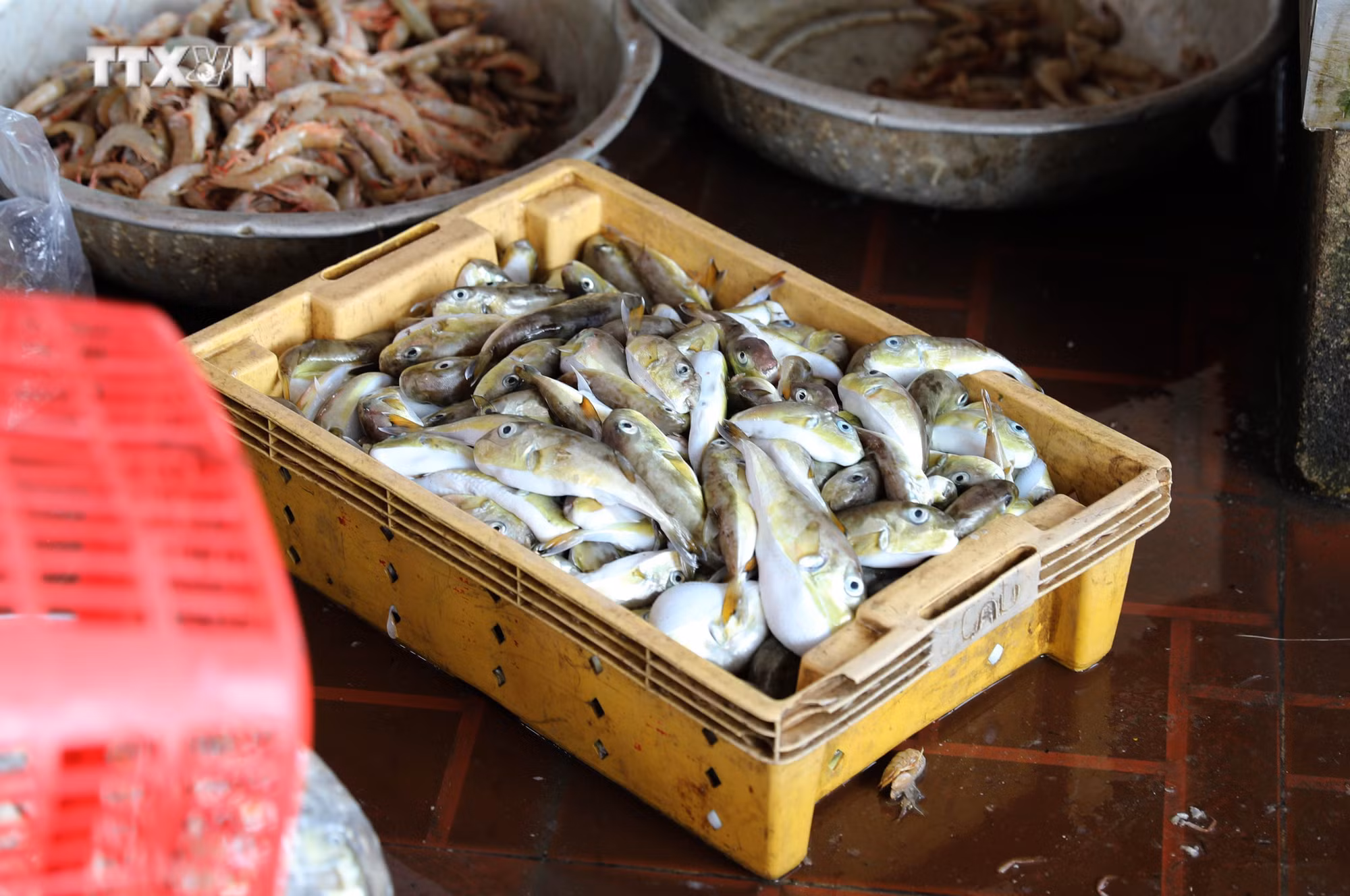 vna_potal_bao_dong_tinh_trang_nguoi_dan_mien_bien_nghe_an_van_su_dung_ca_noc_trong_bua_an_hang_ngay_7674092.jpg