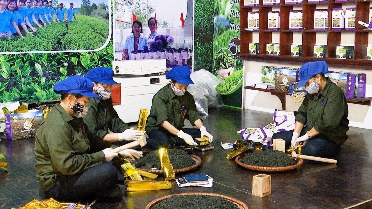 Sản phẩm chè búp tím Thanh Ba đã được UBND tỉnh Phú Thọ cấp chứng nhận OCOP 4 sao và đang được các cơ quan, đơn vị liên quan trình Bộ Nông nghiệp và Phát triển nông thôn công nhận sản phẩm OCOP hạng 5 sao. Ảnh: TTXVN phát
