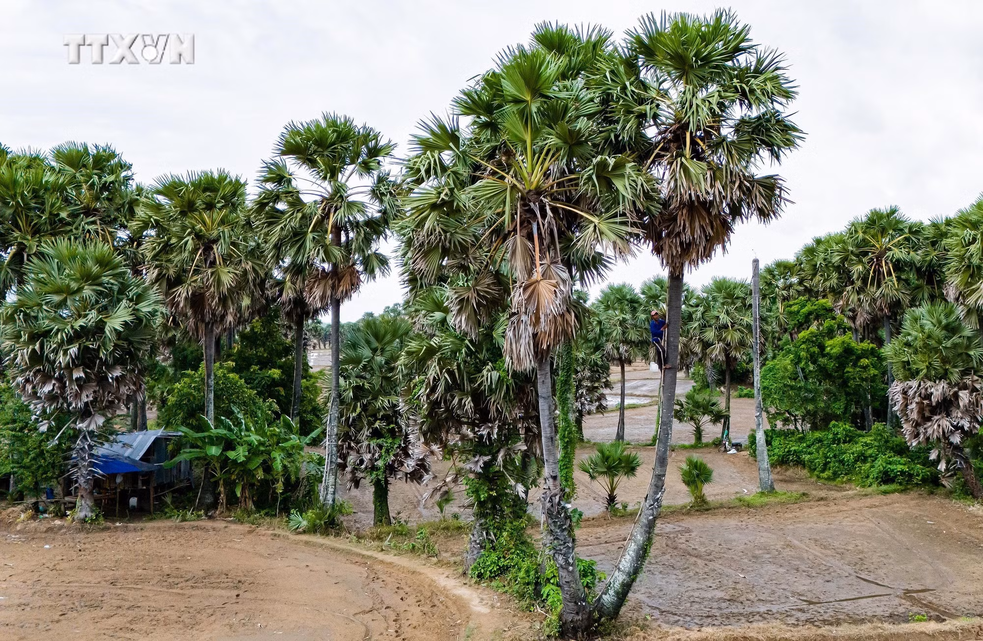 vna_potal_nghe_lam_duong_thot_not_duoc_cong_nhan_di_san_van_hoa_phi_vat_the_quoc_gia_7727448.jpg