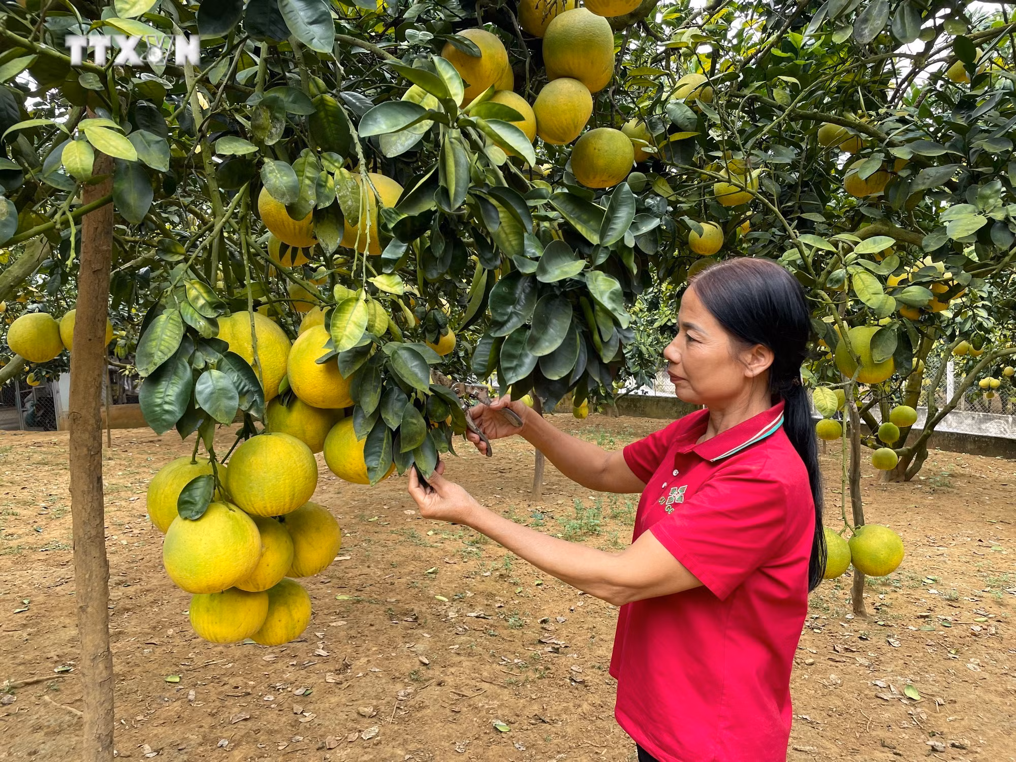 vna_potal_phu_tho_tim_huong_xuat_khau_buoi_dac_san_doan_hung_7130557.jpg