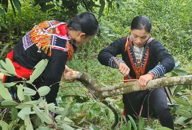 Lào Cai tập trung phát triển chuỗi sản phẩm quế hữu cơ