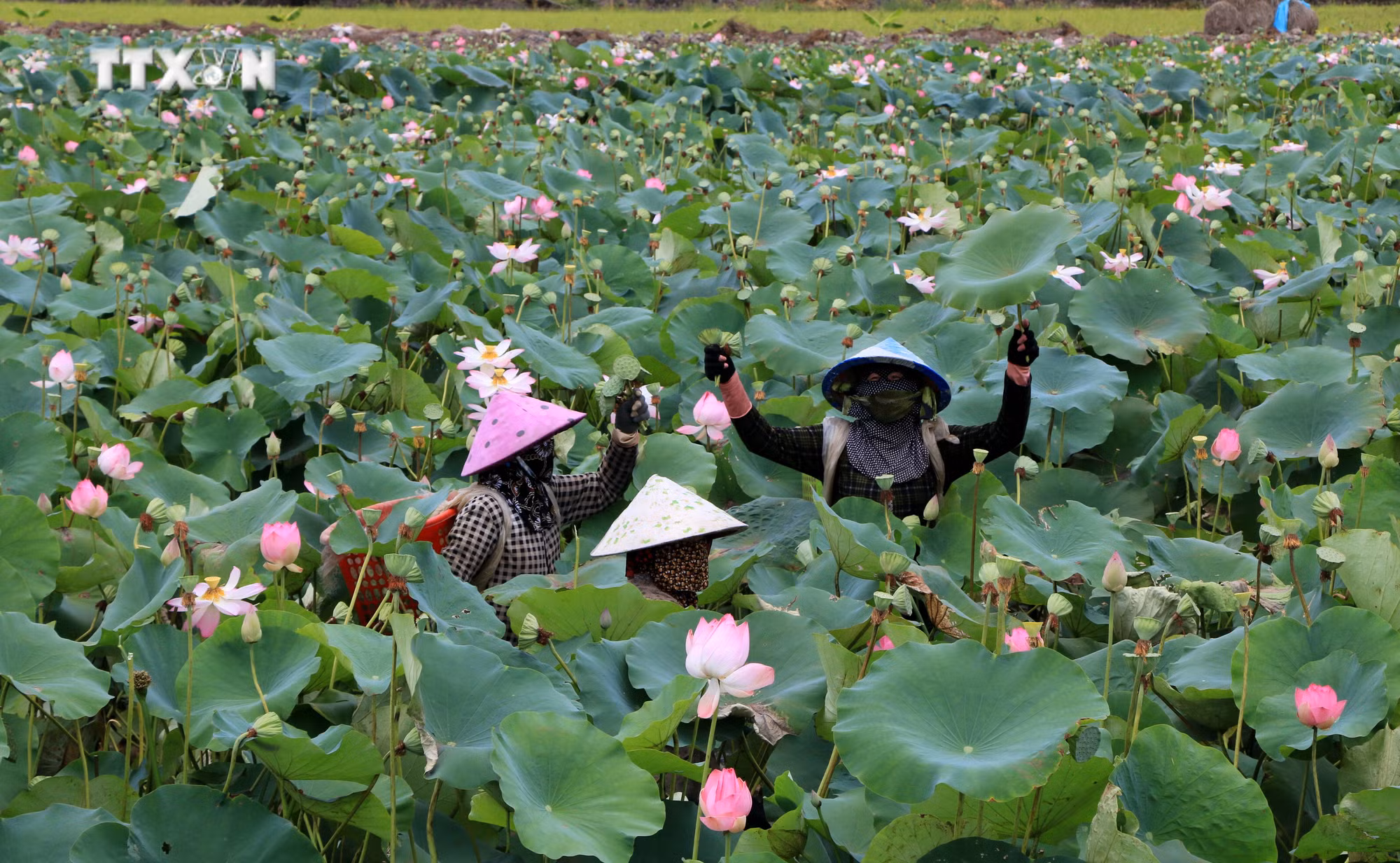 vna_potal_dong_thap_mo_rong_dien_tich_trong_sen_len_3000_ha_6132918.jpg