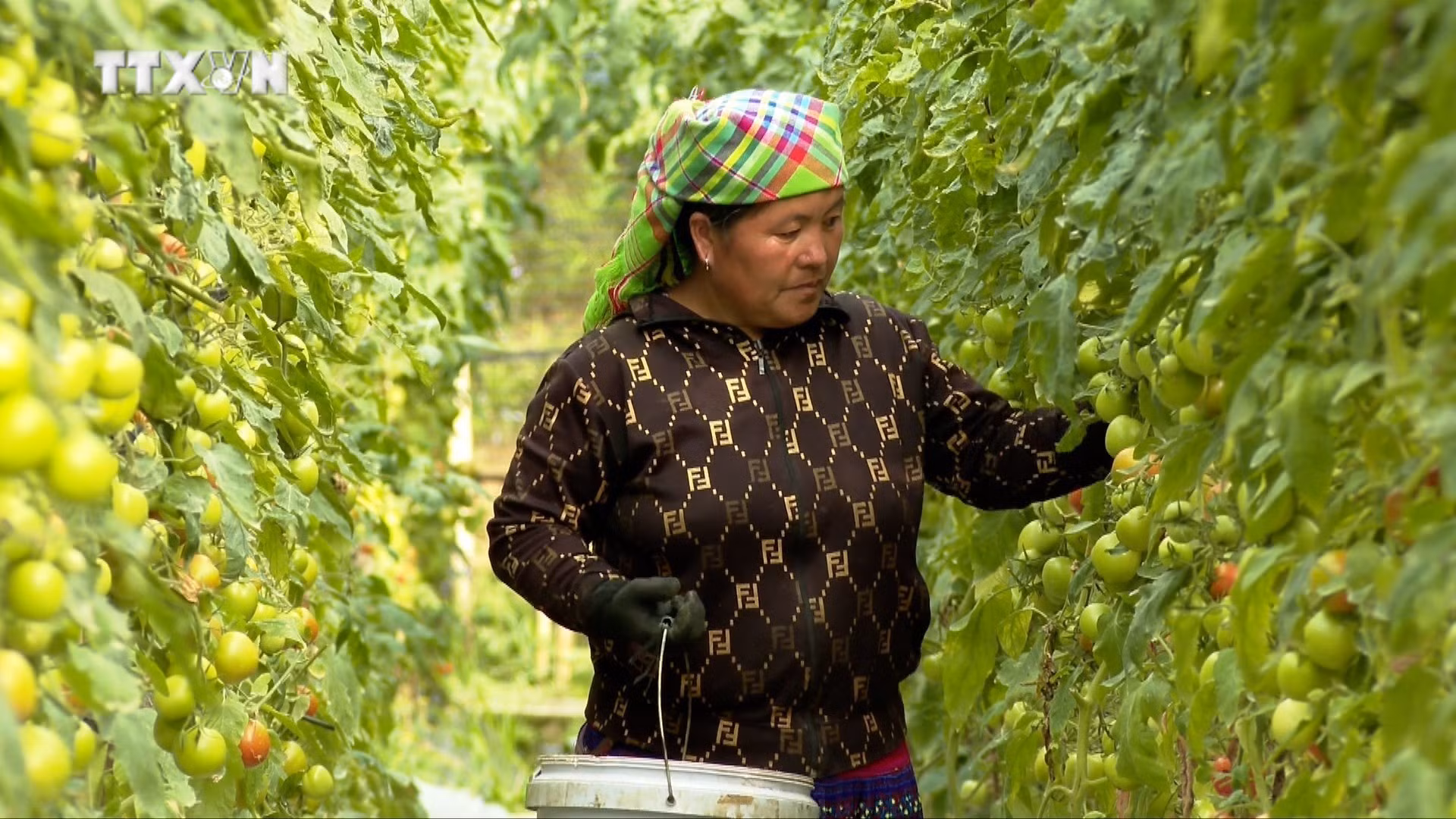 vna_potal_yen_bai_nang_cao_gia_tri_san_xuat_vu_dong__7652297.jpg