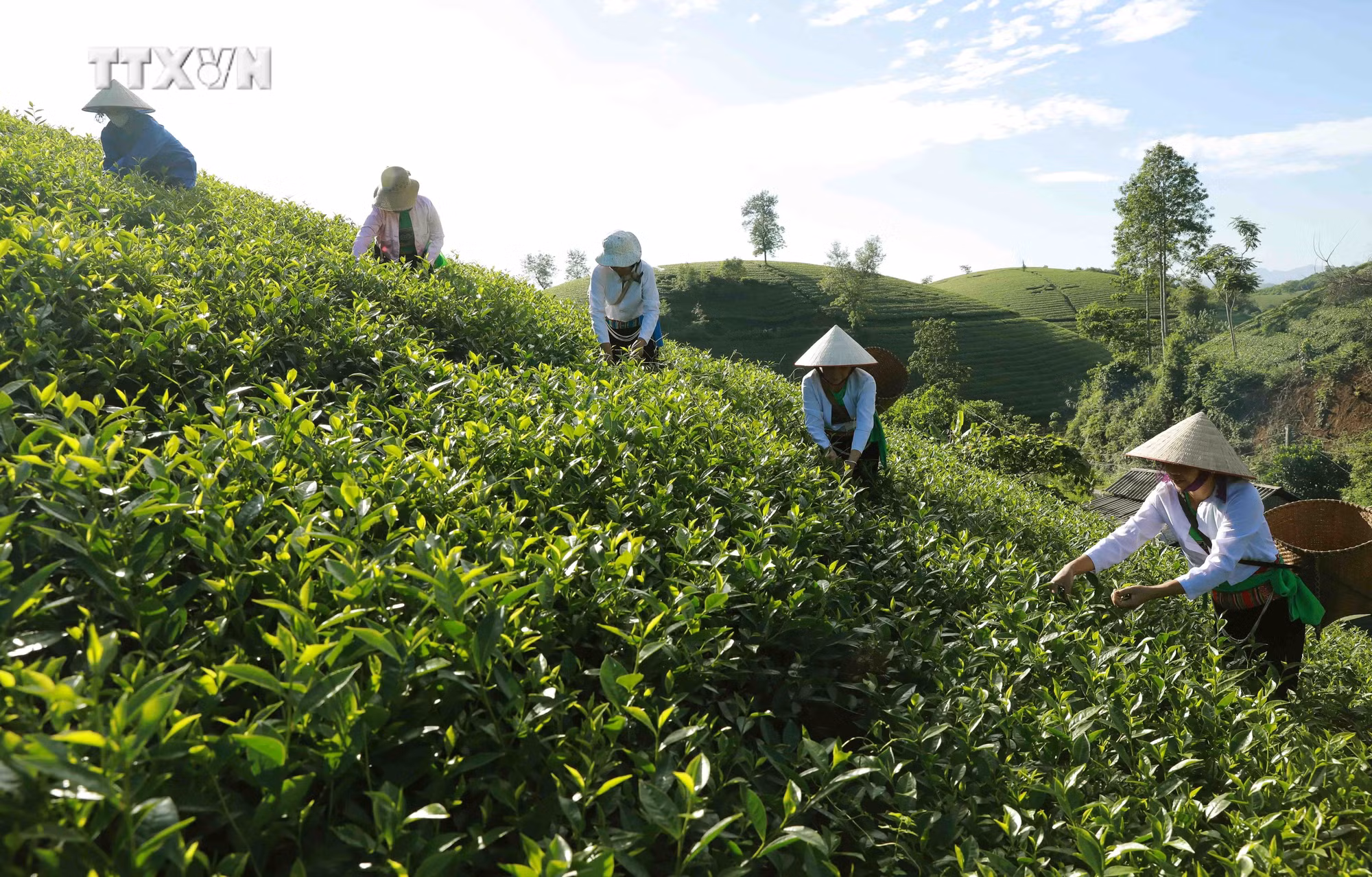 vna_potal_phu_tho_phat_trien_nganh_che_thanh_nganh_kinh_te_chu_luc_6842904.jpg