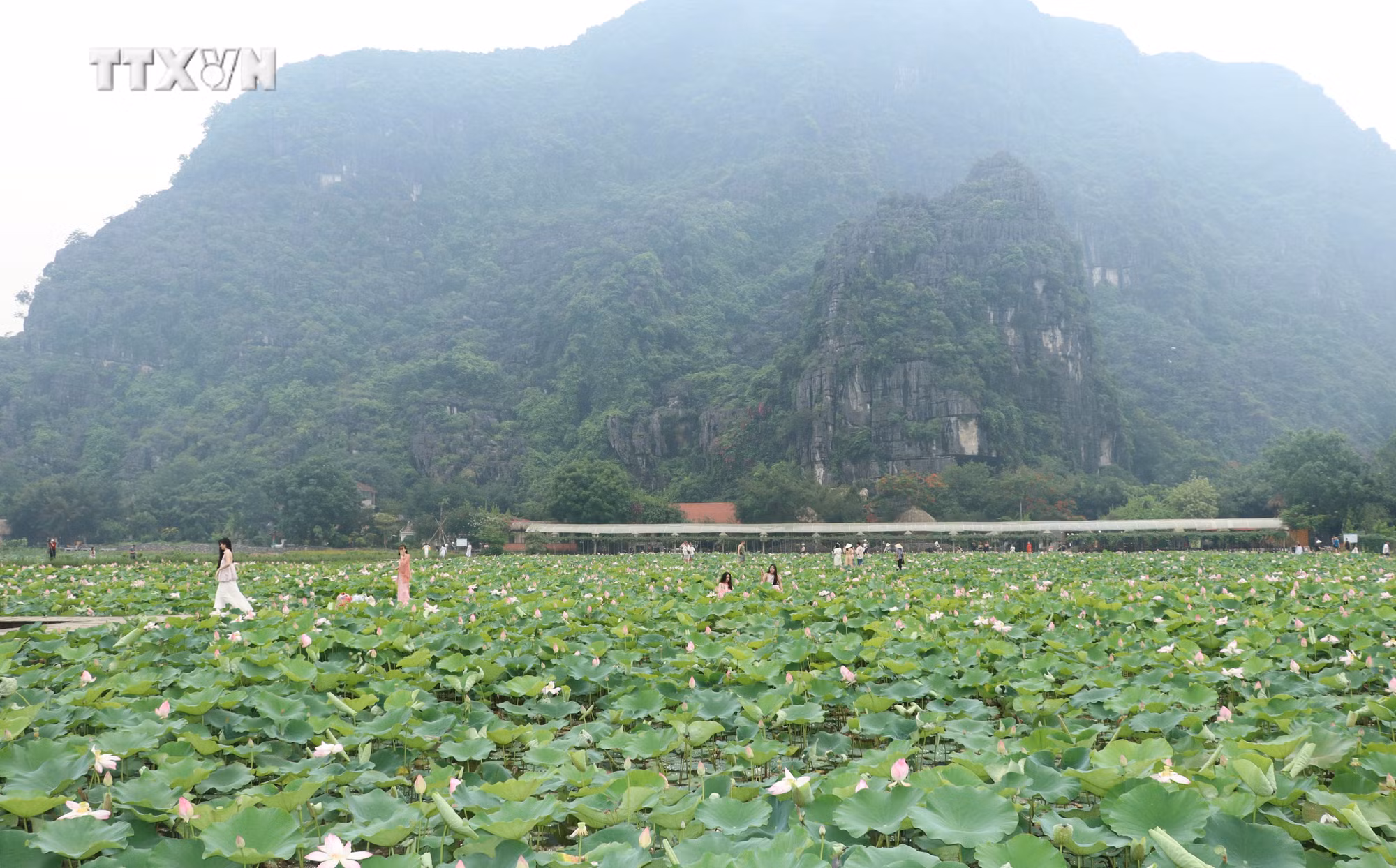 vna_potal_ron_rang_mua_sen_no_tai_ninh_binh__7418302.jpg