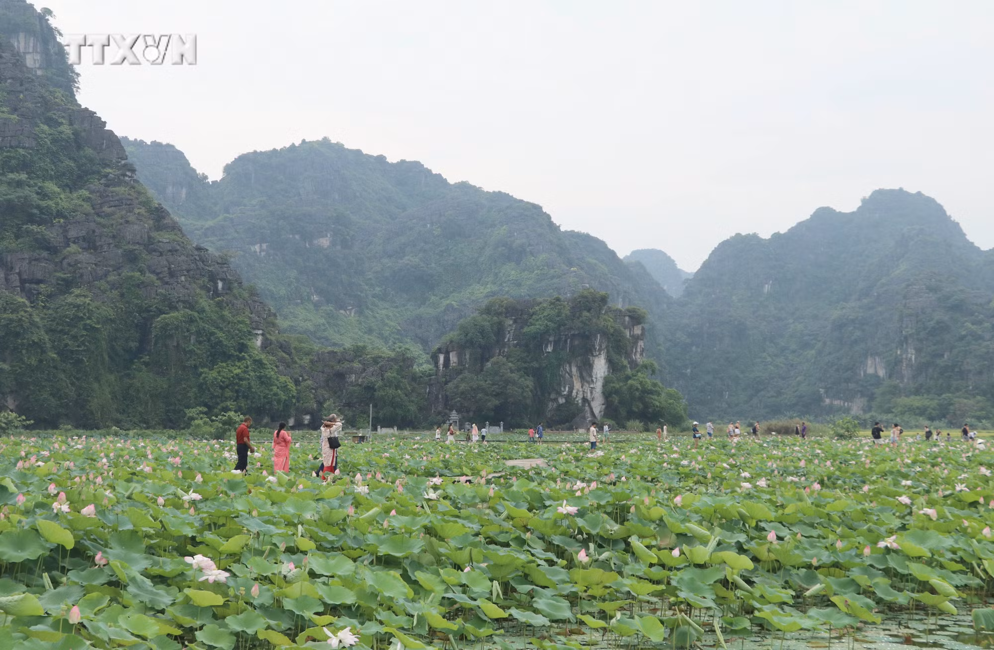 vna_potal_ron_rang_mua_sen_no_tai_ninh_binh__7418306.jpg